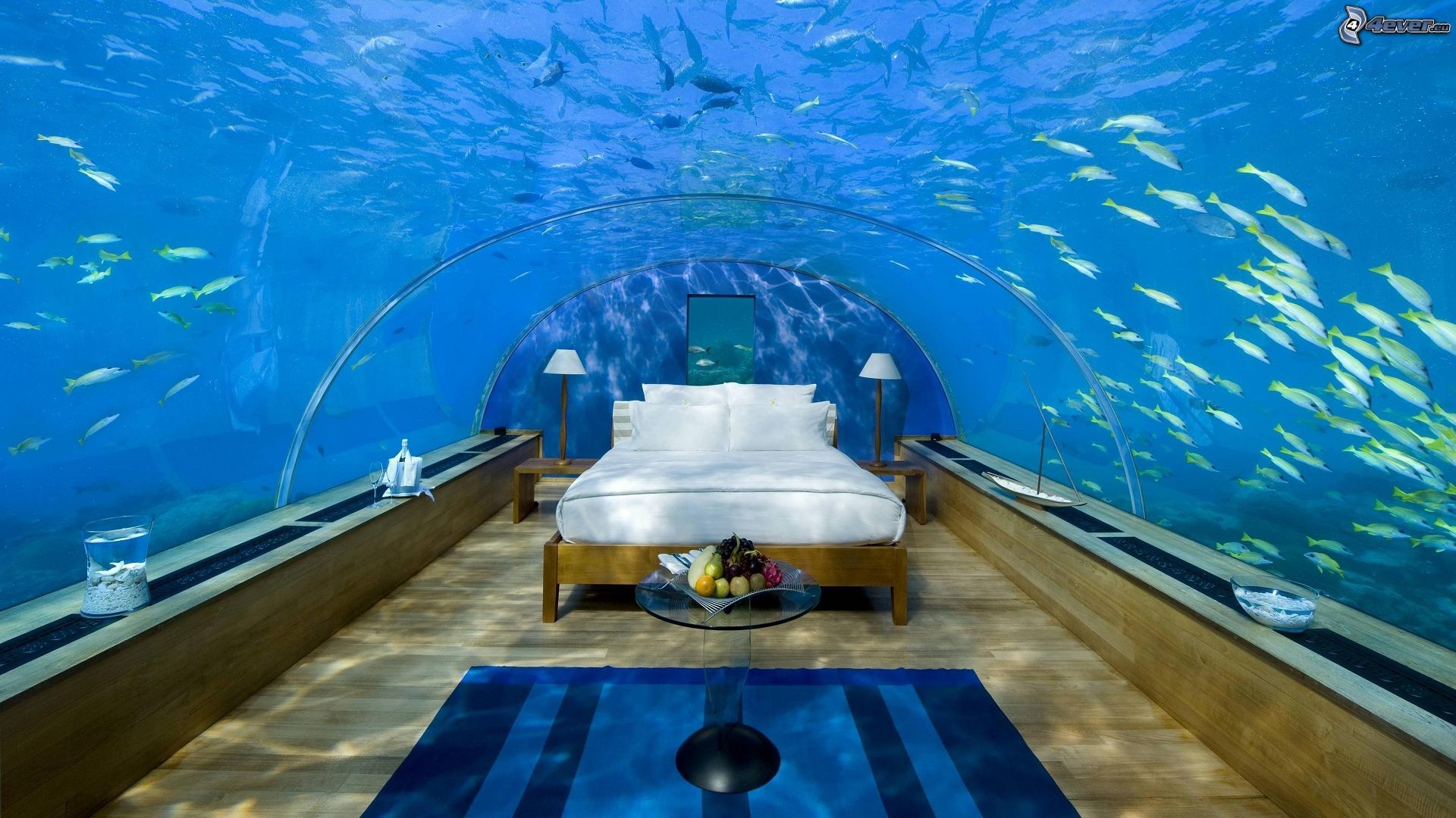 Maldive, Suite sottomarina, Acquario, Pesci, Full HD, sfondo desktop