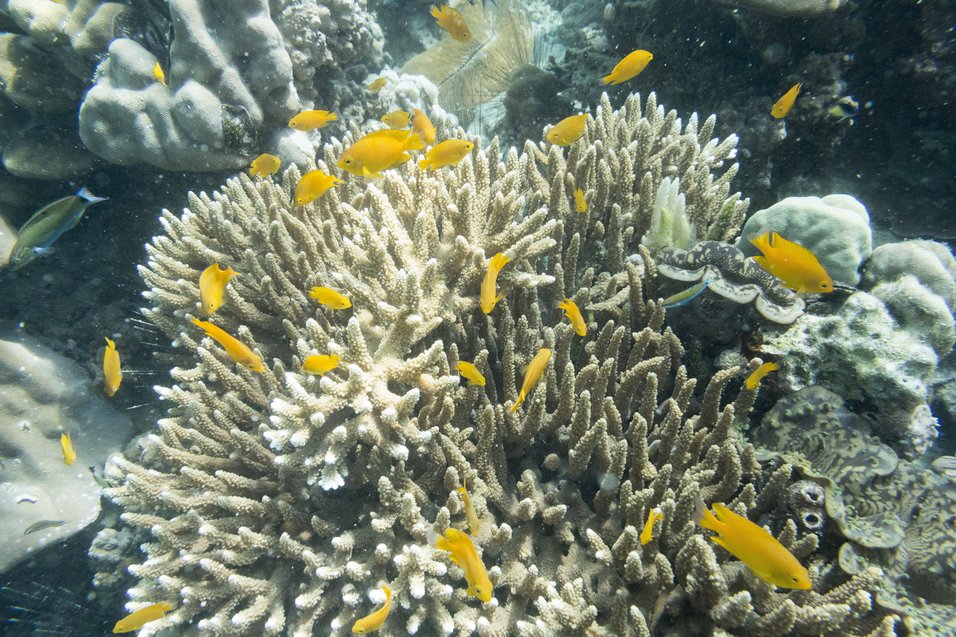 Barriera corallina, Pesci gialli, Corallo, Sott'acqua, Full HD, sfondo per portatile