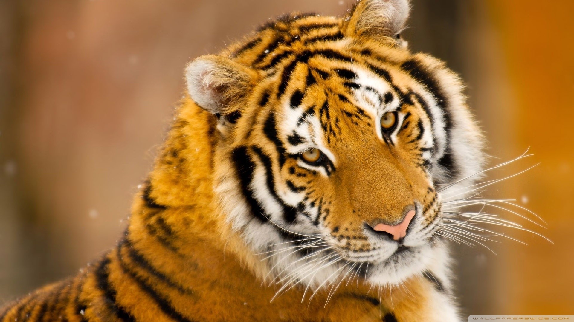 Tigre siberiana, Ritratto, Baffi, 16:9 Full HD, sfondo widescreen