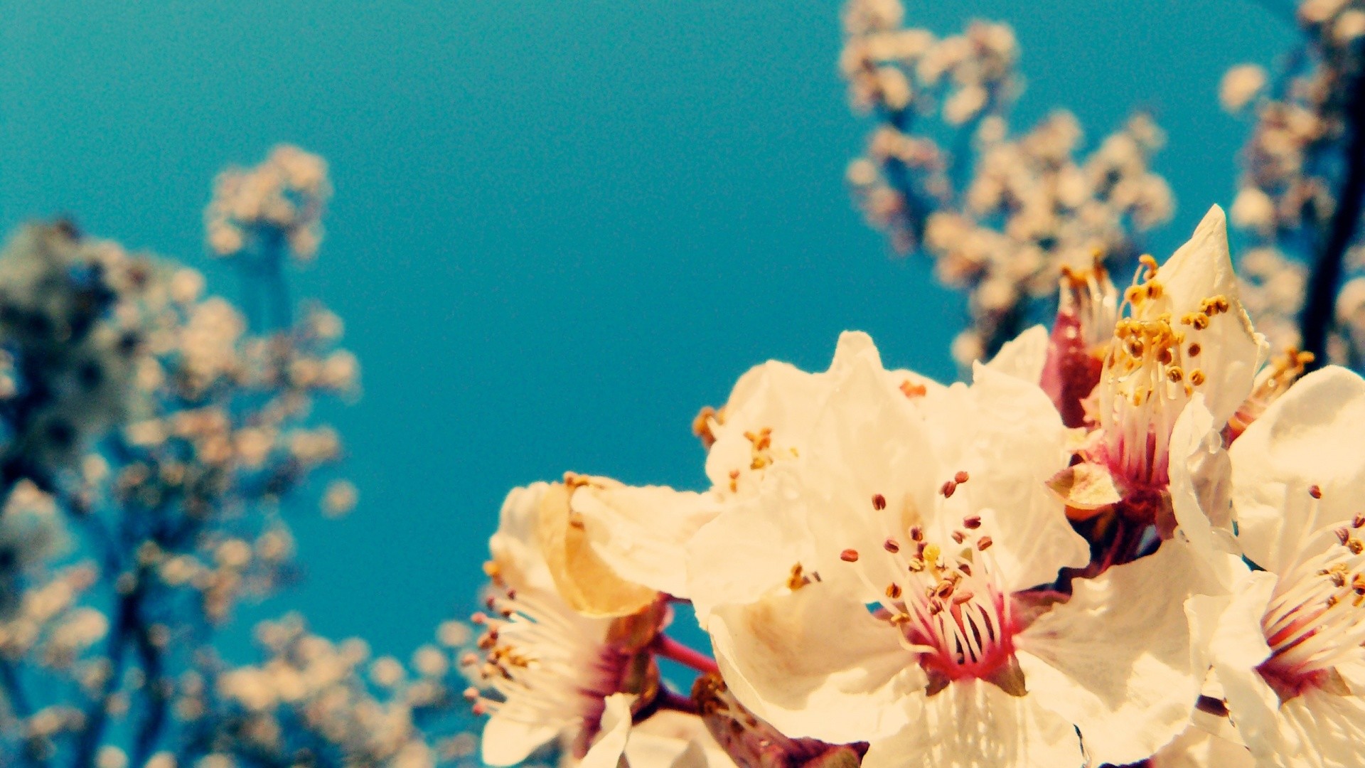 Fiori di ciliegio, Cielo azzurro, Primavera, Primo piano, Full HD, sfondo Windows 11