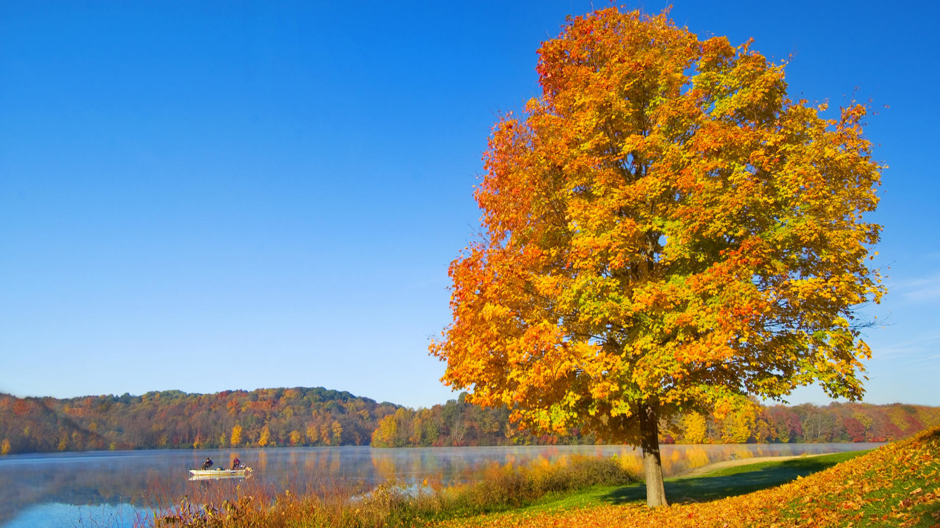 Albero, Foliage giallo, Lago, Cielo azzurro, Autunno, Full HD, sfondo per il tuo desktop