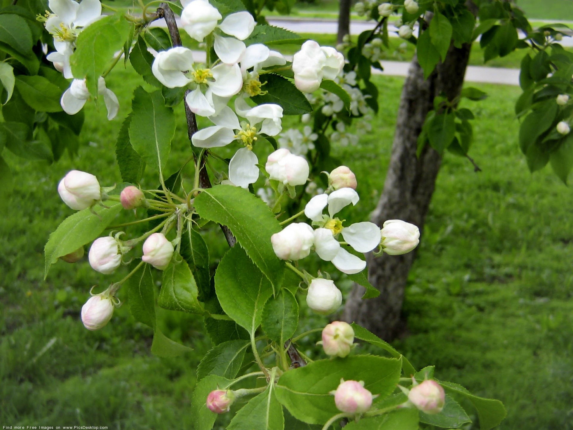 Fiori di melo, Fiori bianchi, Rami fioriti, Primavera, Full HD, schermata di blocco iPad