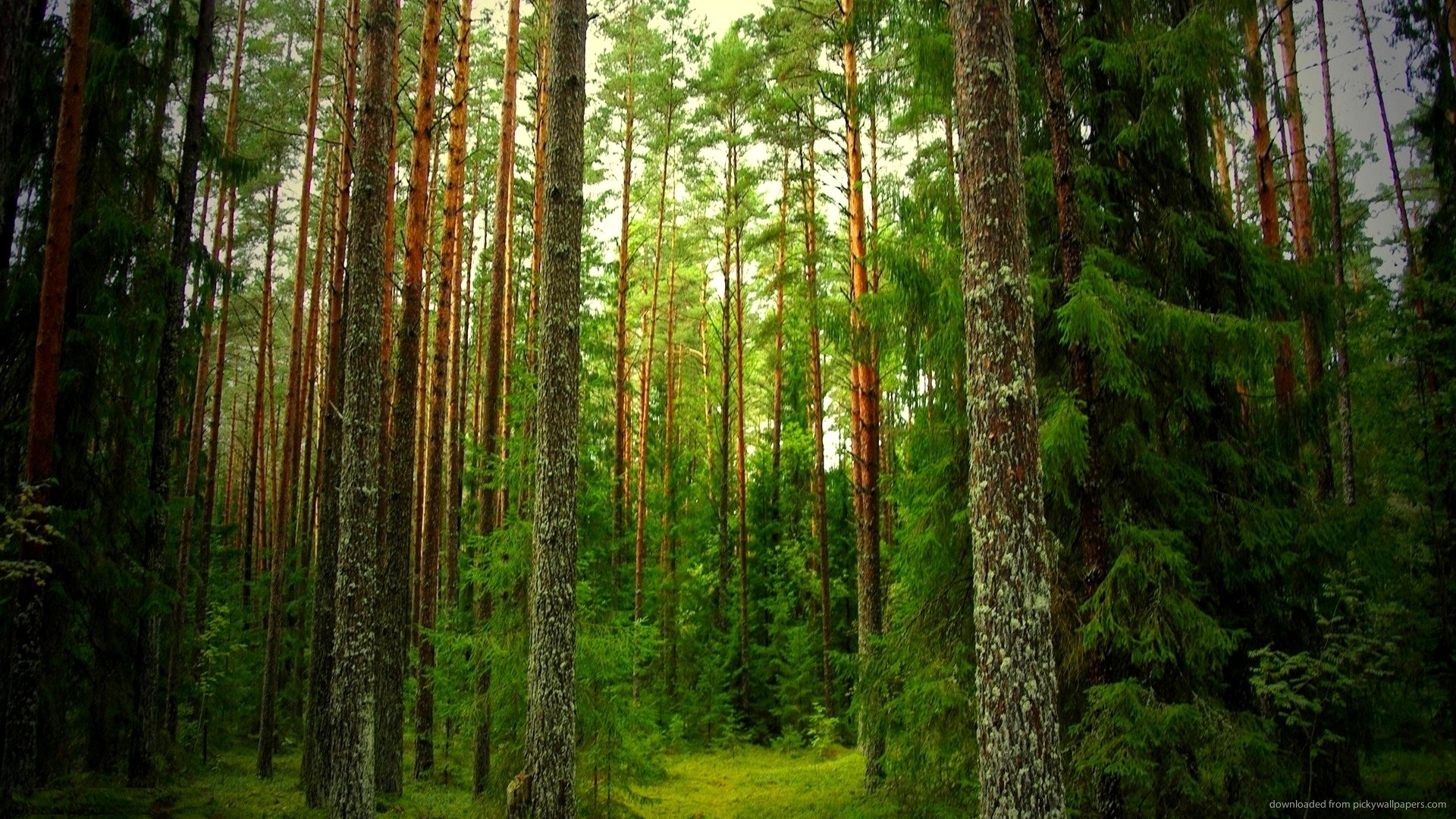 Pini, Foresta, Tronchi, Verde, Full HD 1080p, sfondo desktop