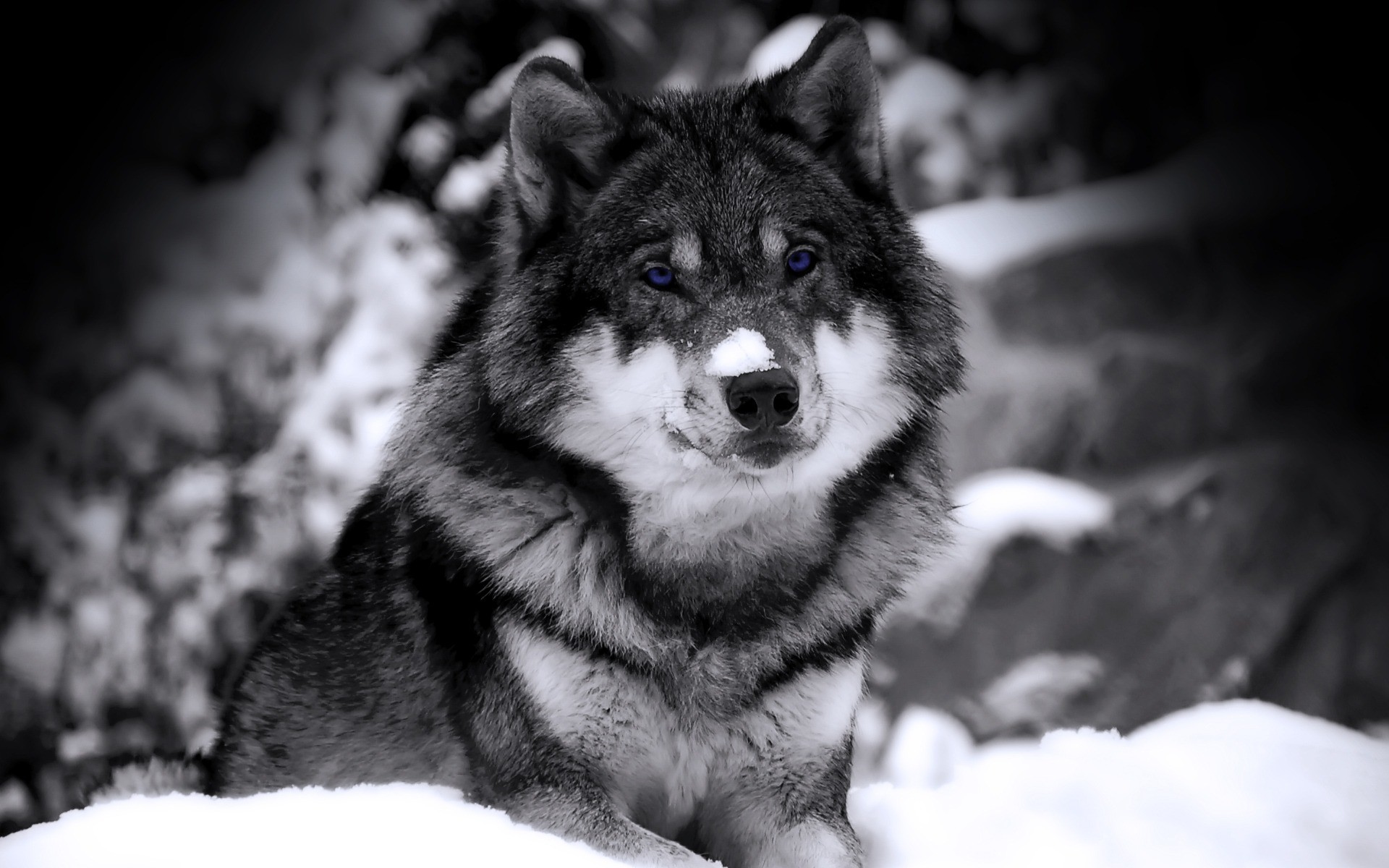 Lupo, Neve, Bianco e nero, Ritratto, 16:10 Full HD, wallpaper widescreen