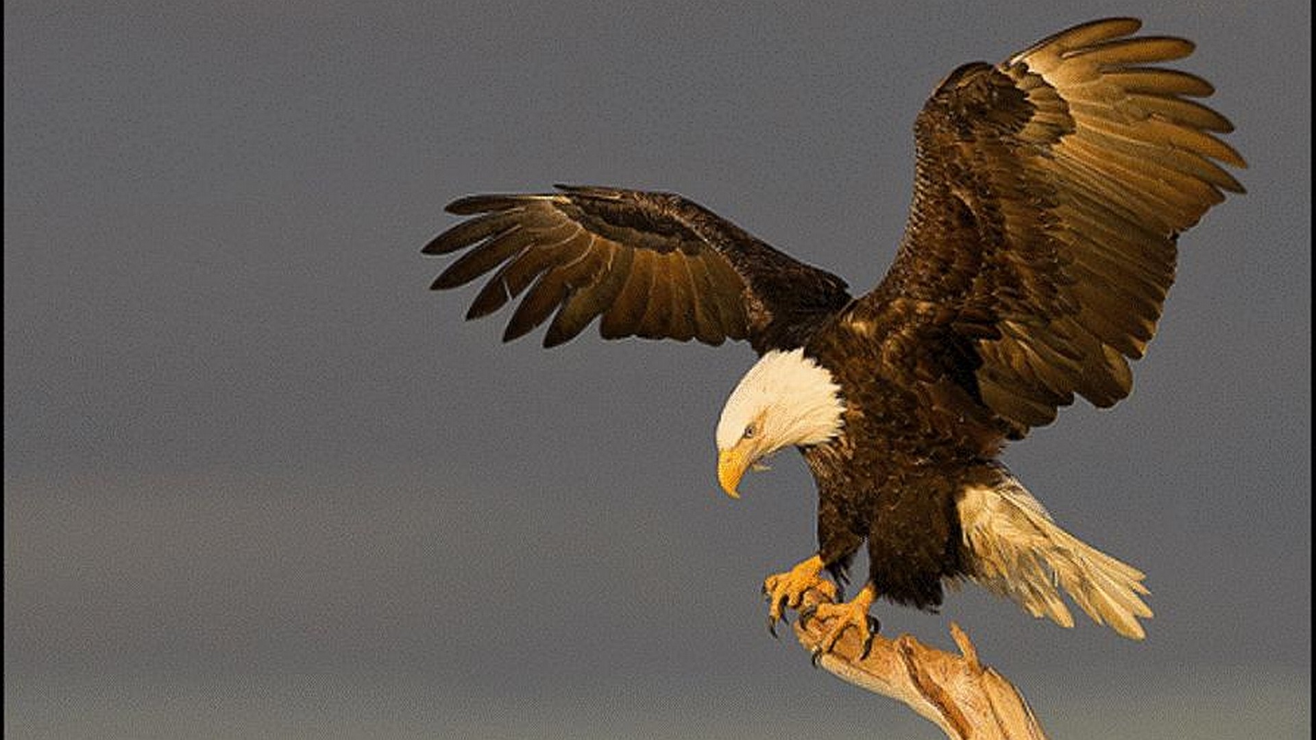 Aquila calva, Atterraggio, Ali spiegate, Full HD 1080p, sfondo desktop