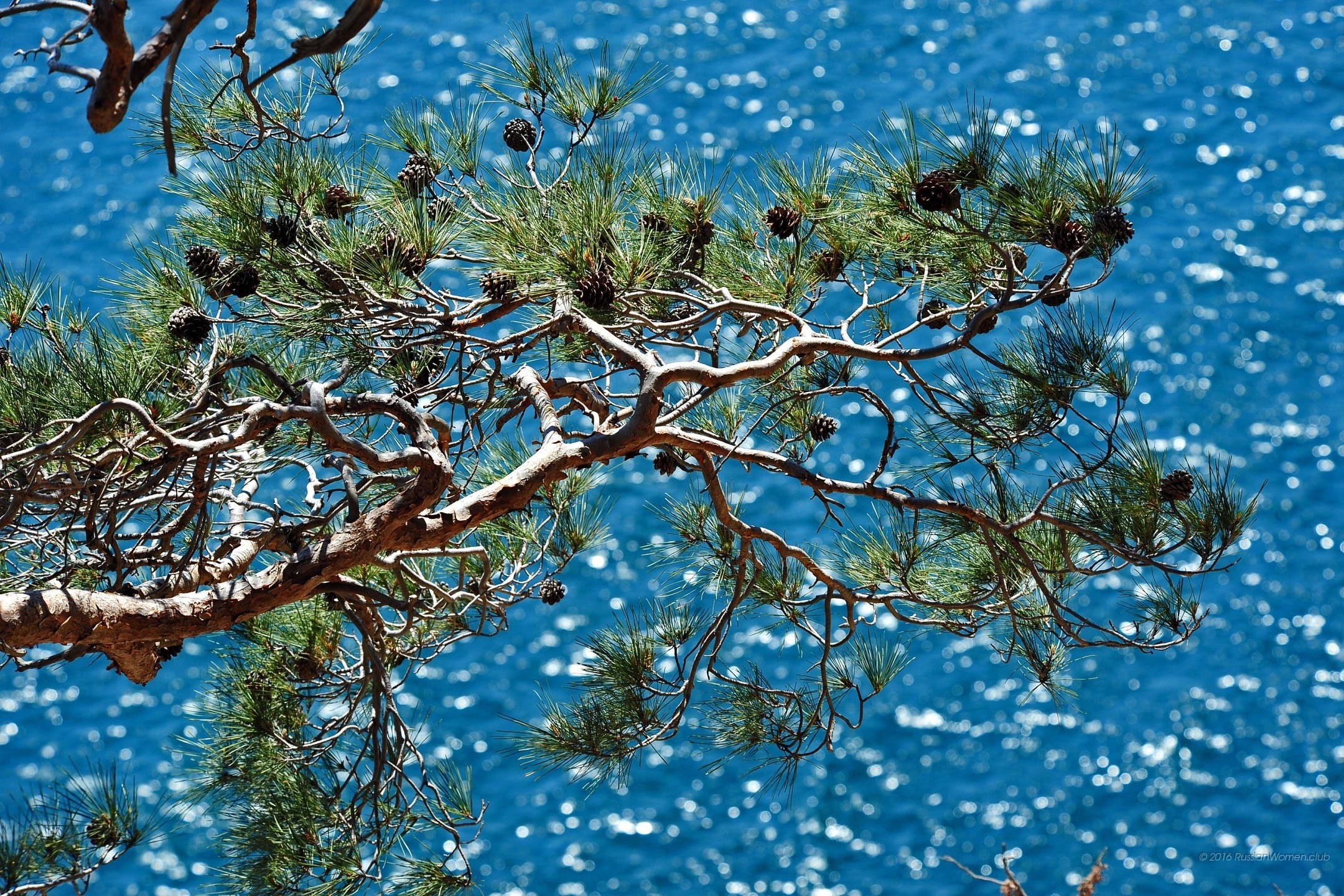 Pino, Rami, Mare, Luce scintillante, wallpaper per tablet