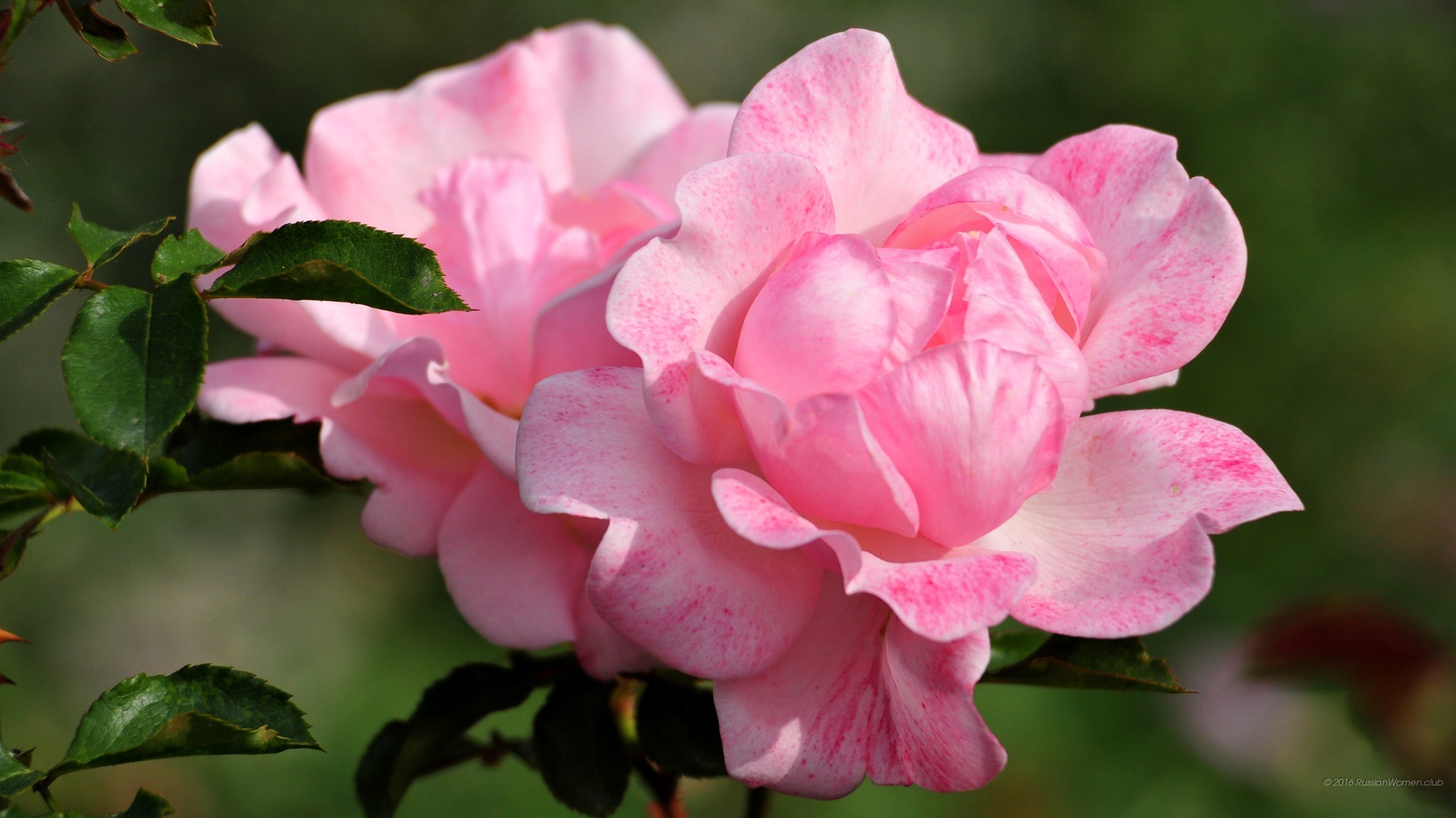 Rosa rosa, Fiore, Petali, 2K, sfondo per desktop