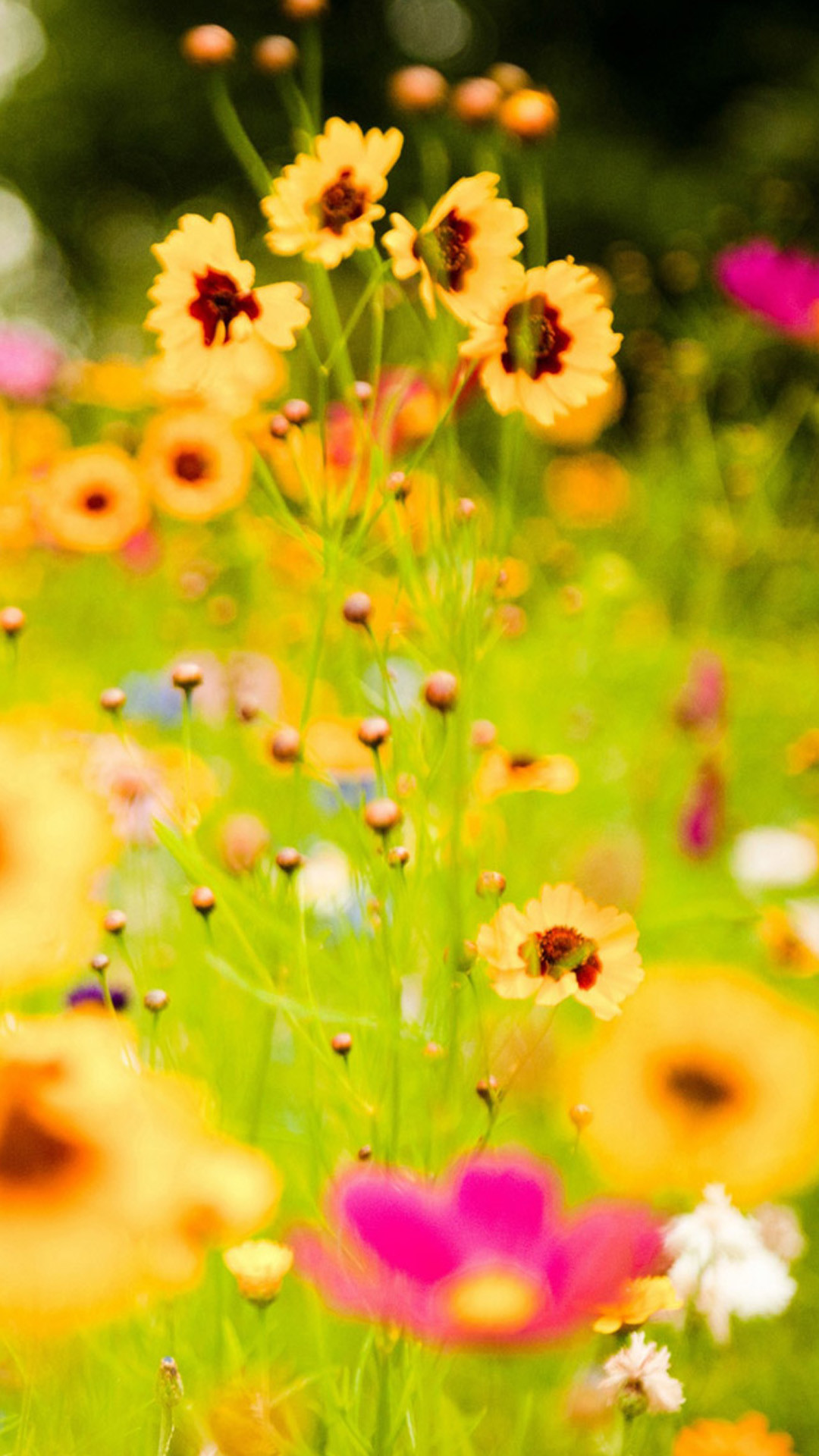 Fiori di campo, Prato, Giallo, Estate, schermata Home Samsung