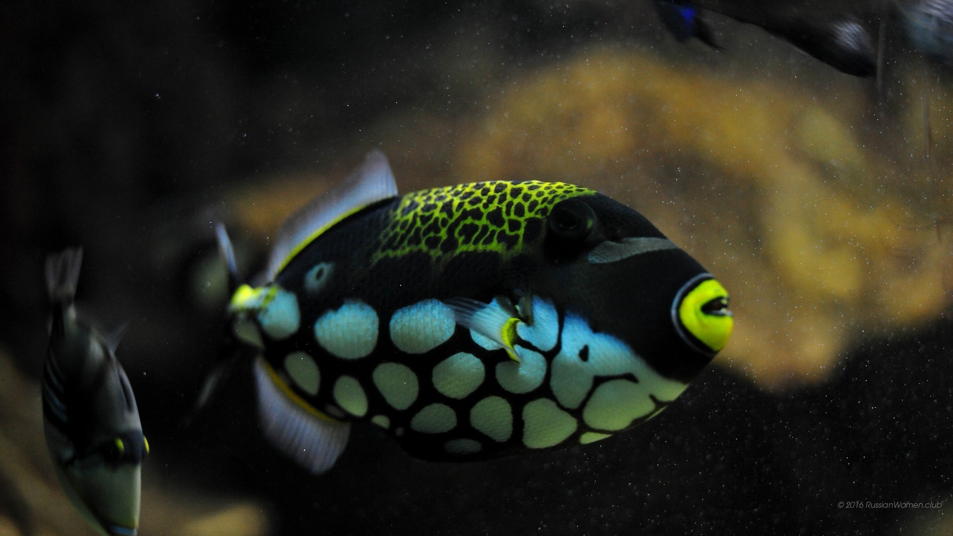 Pesce balestra pagliaccio, Acquario marino, Primo piano, 1920x1080, sfondo per PC