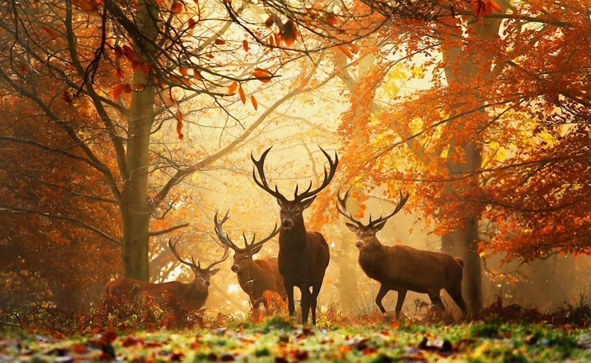 Cervo nobile, Branco, Bosco autunnale, Luce dorata, Full HD, wallpaper per PC