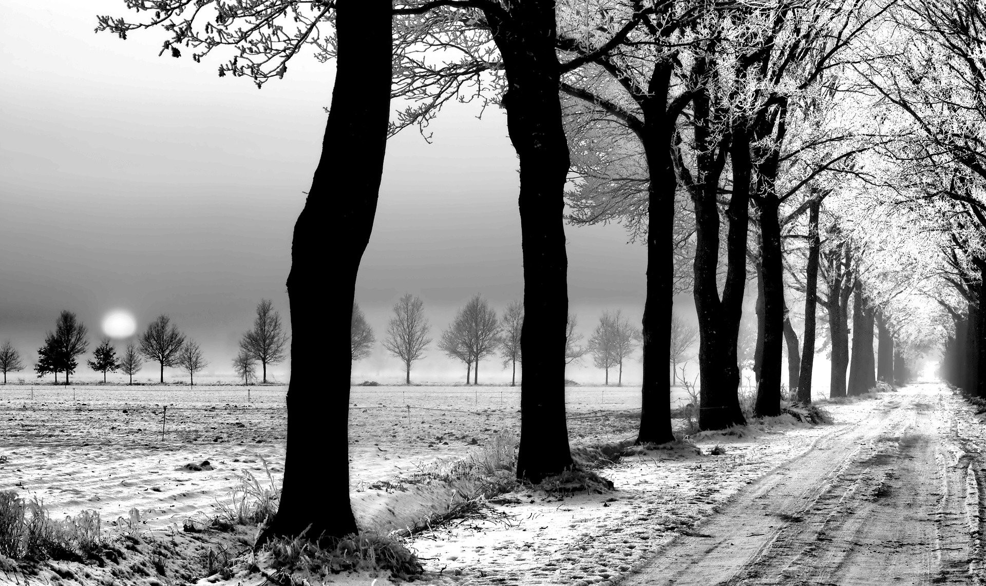 Viale alberato, Bianco e nero, Neve, Alberi, Full HD, wallpaper desktop