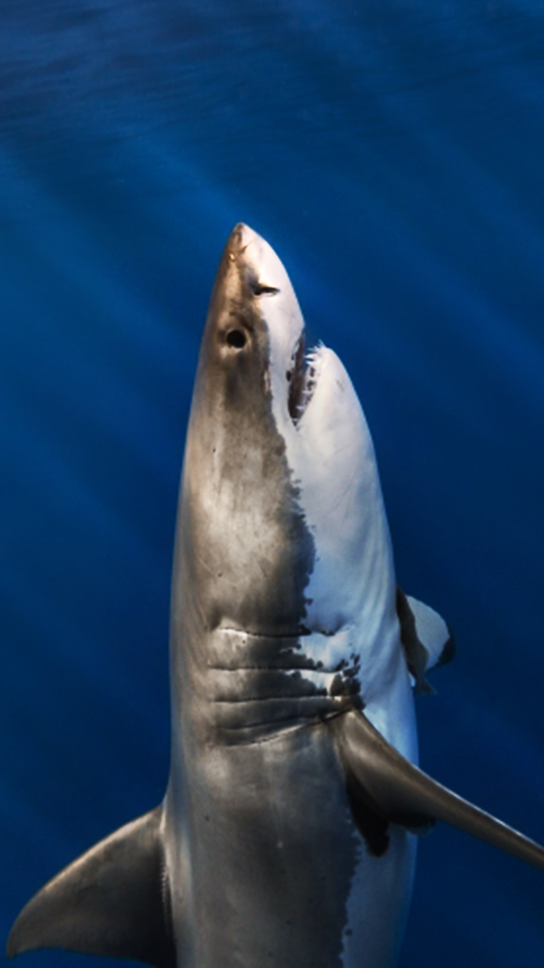 Squalo bianco, Fauci aperte, Oceano, Blu, 1080x1920, schermata di blocco iPhone