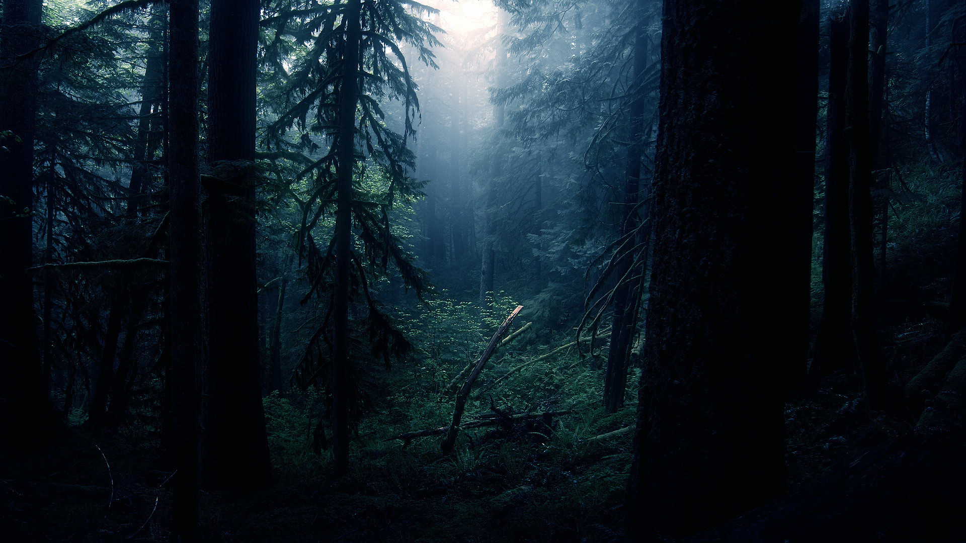 Foresta di abeti, Sottobosco, Luce lunare, Notte, 1920x1080, immagine di sfondo
