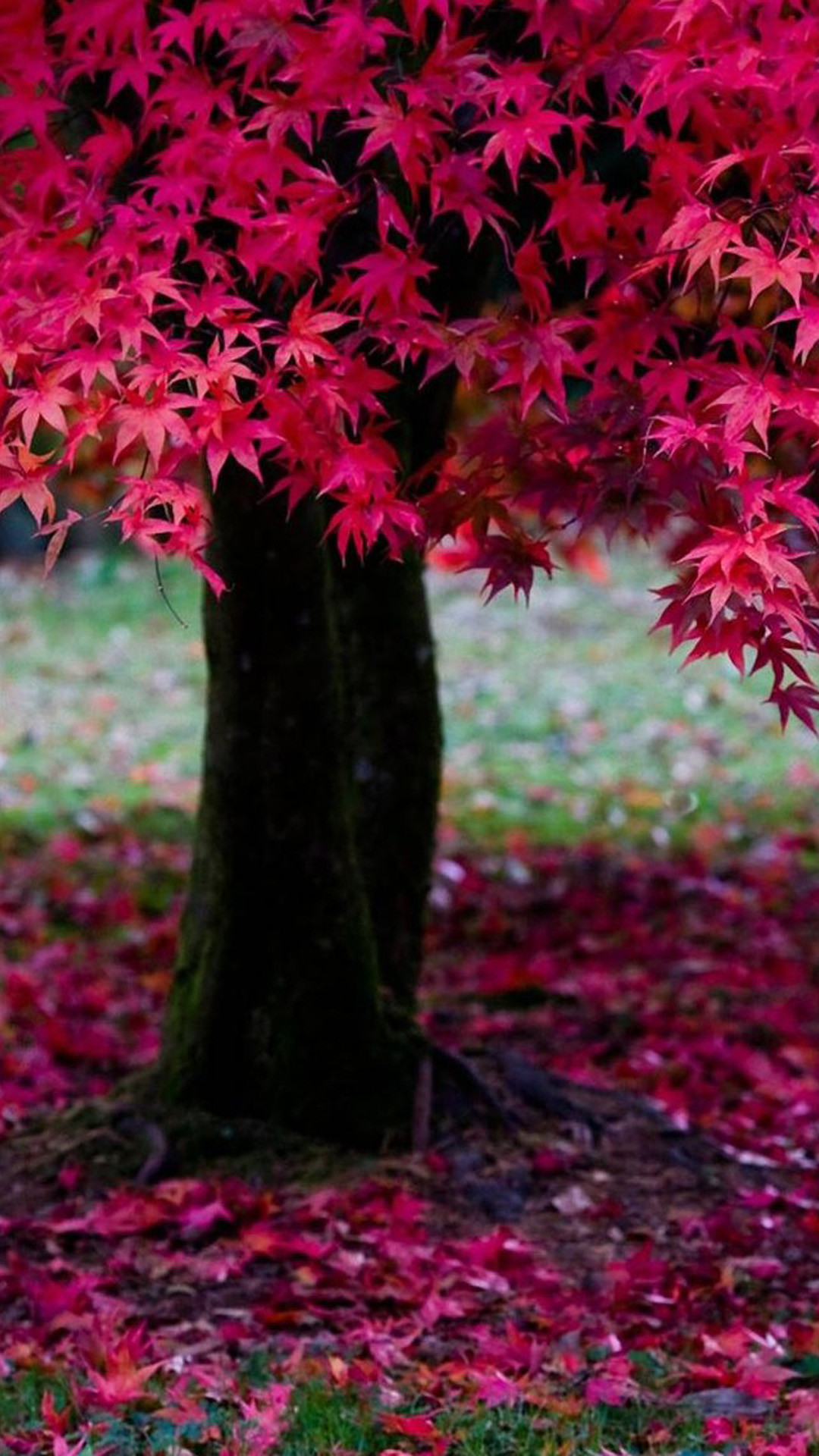 Acero rosso, Foglie cadute, Autunno, Full HD, schermata di blocco del cellulare