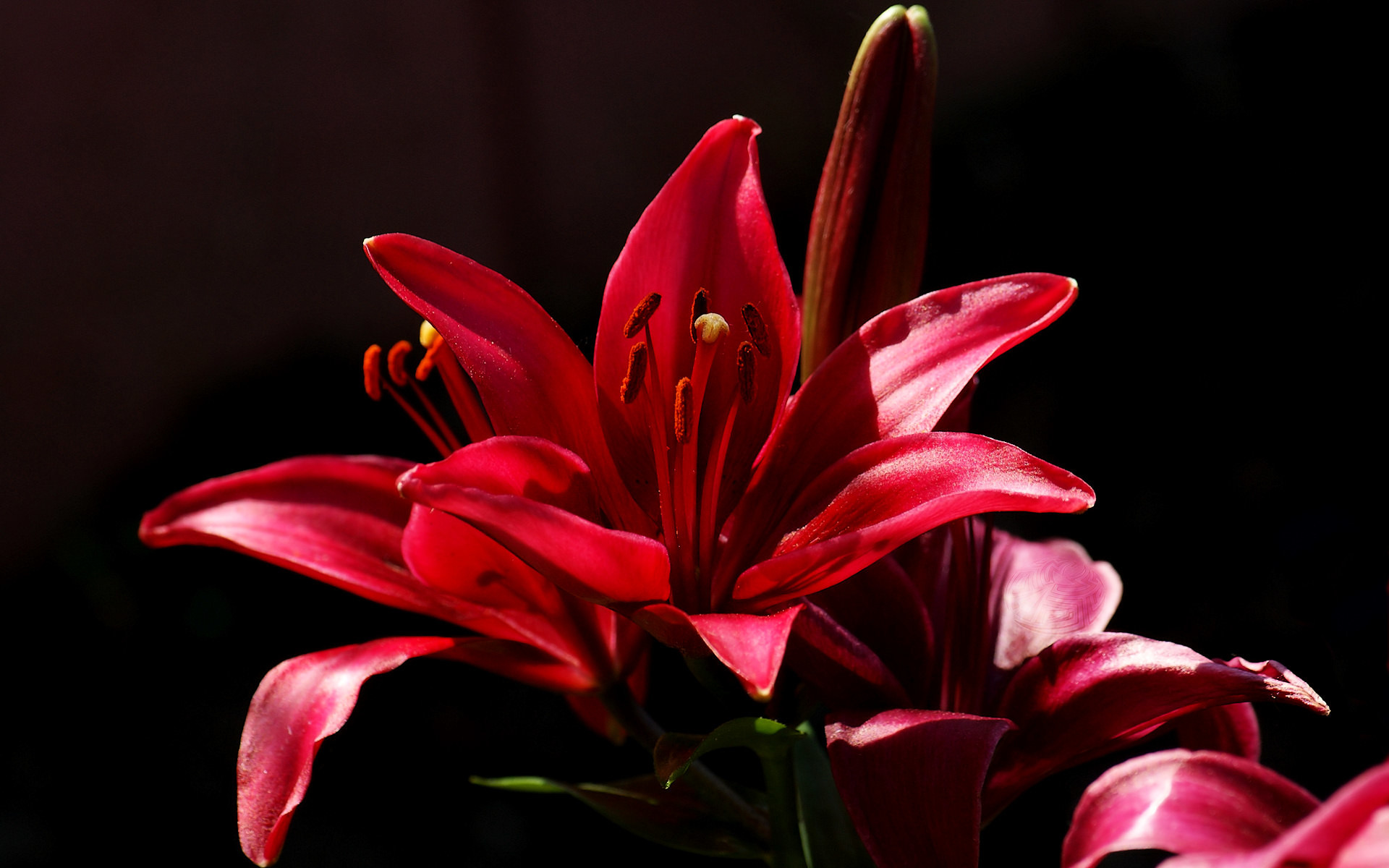 Giglio rosso, Sfondo nero, Fiori, 1920x1200, wallpaper desktop