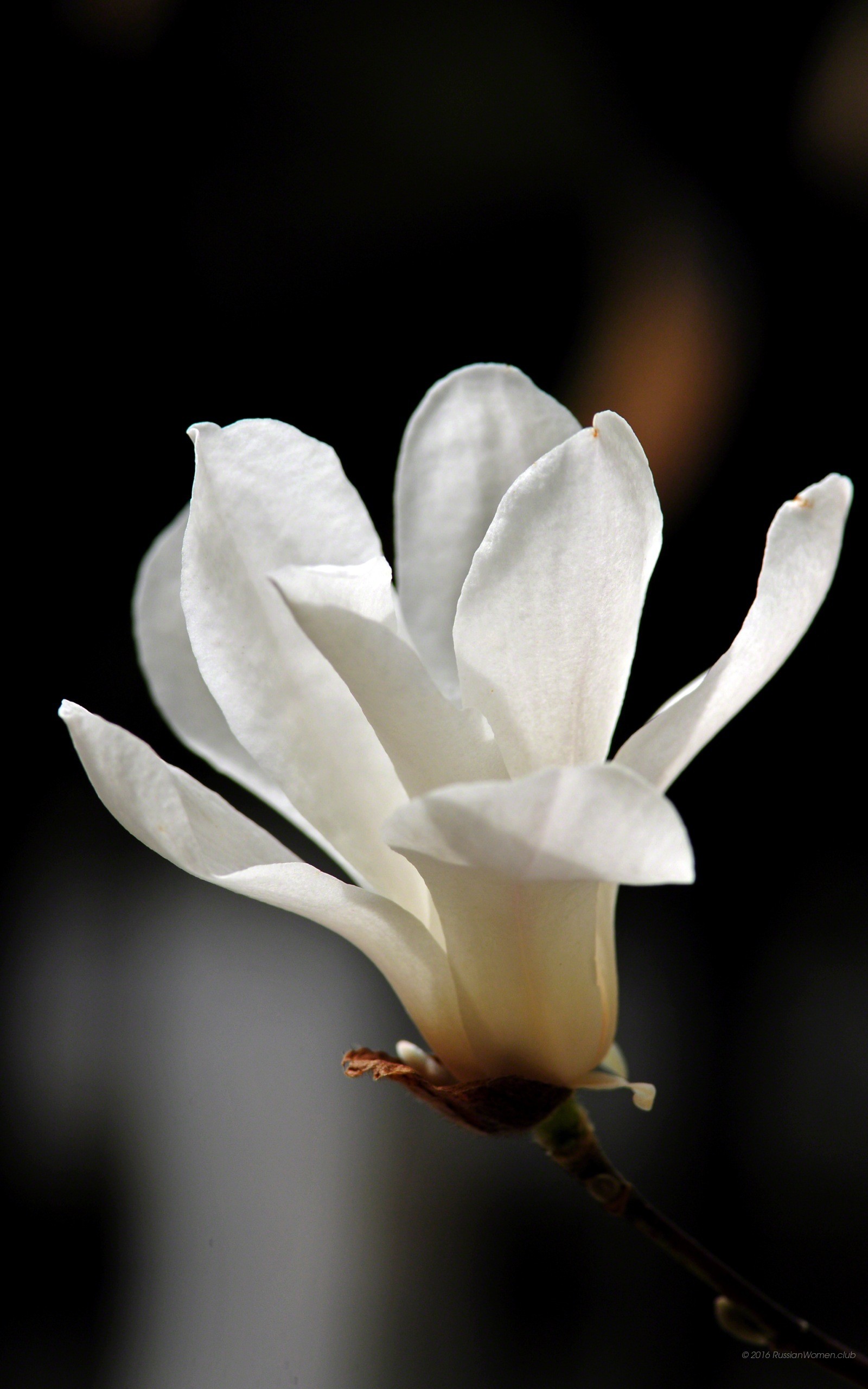 Magnolia, Fiore bianco, Sfondo scuro, QHD+, wallpaper per smartphone