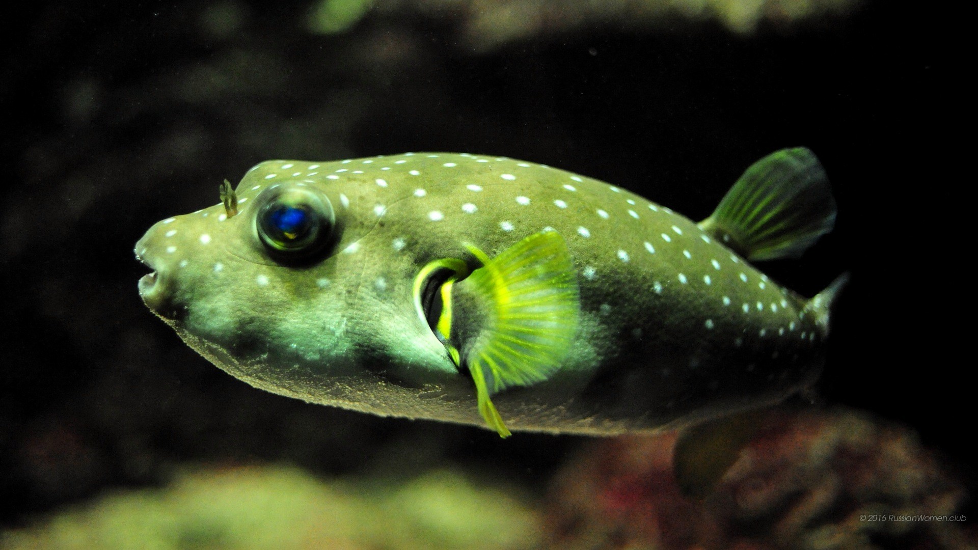 Pesce palla, Verde, Sott'acqua, Full HD, sfondo desktop