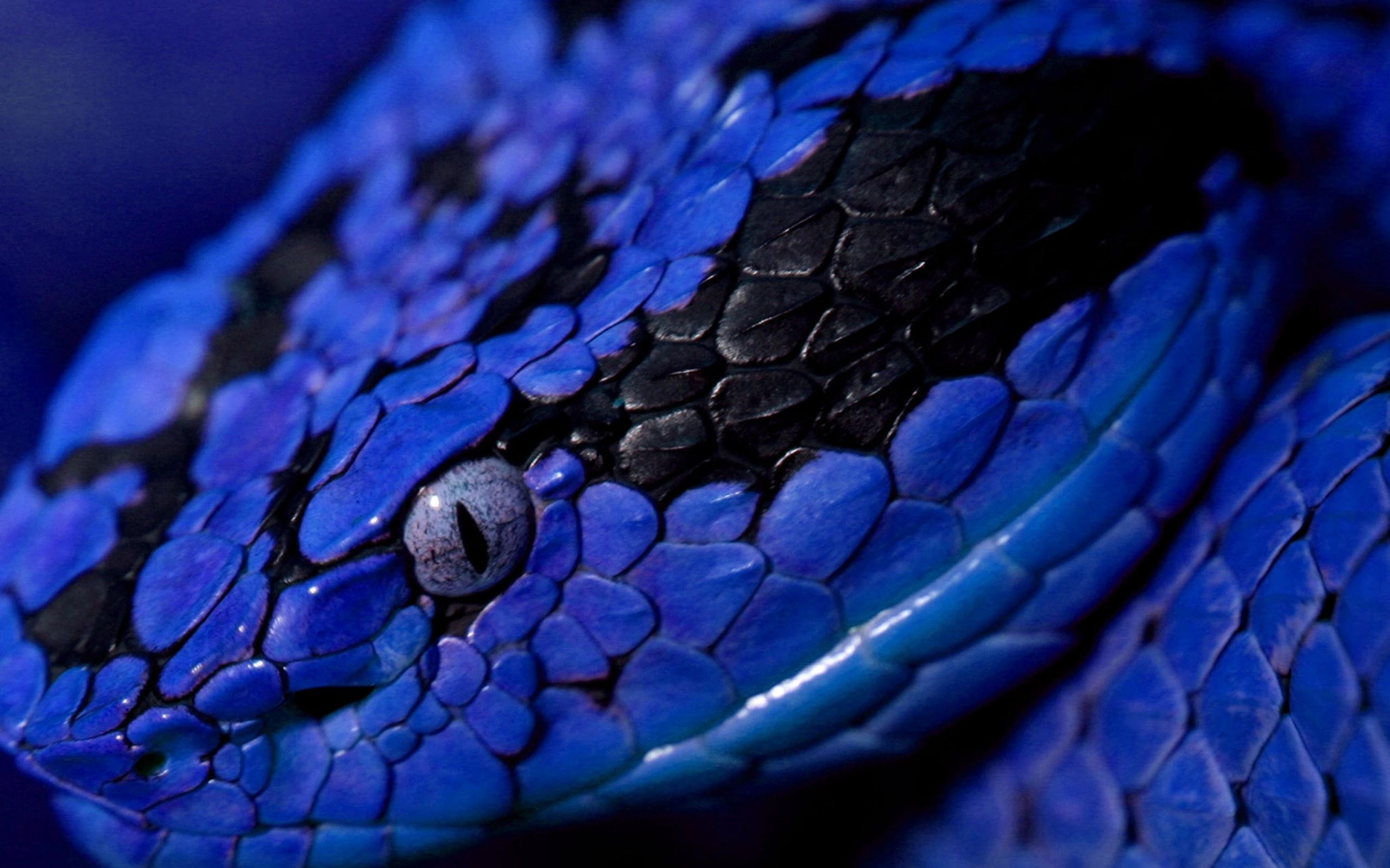 Vipera blu, Trimeresurus insularis, Squame, Macro, 2K, sfondo desktop