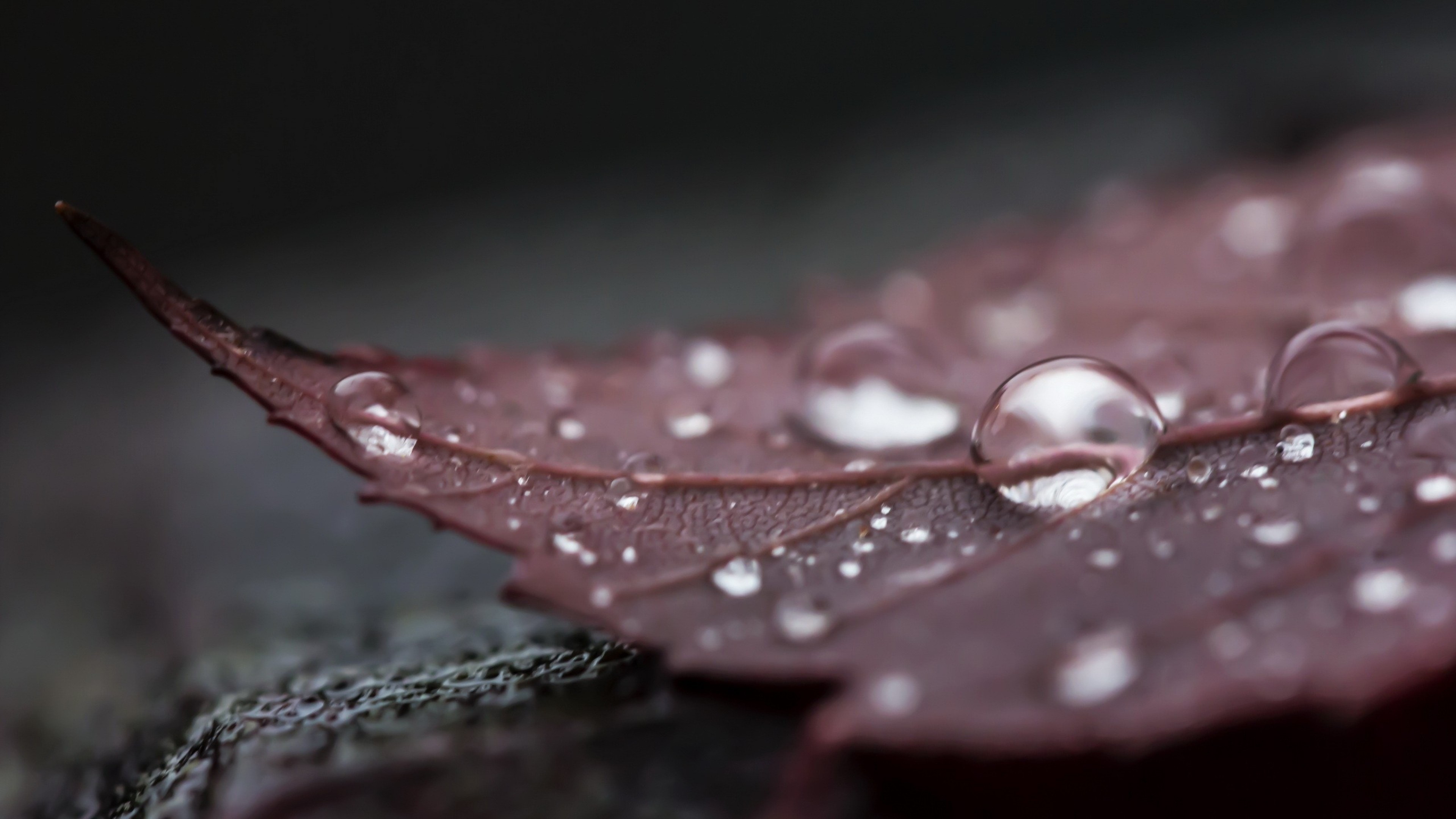 Foglia, Gocce d'acqua, Macro, Sfondo scuro, 4K, wallpaper per computer