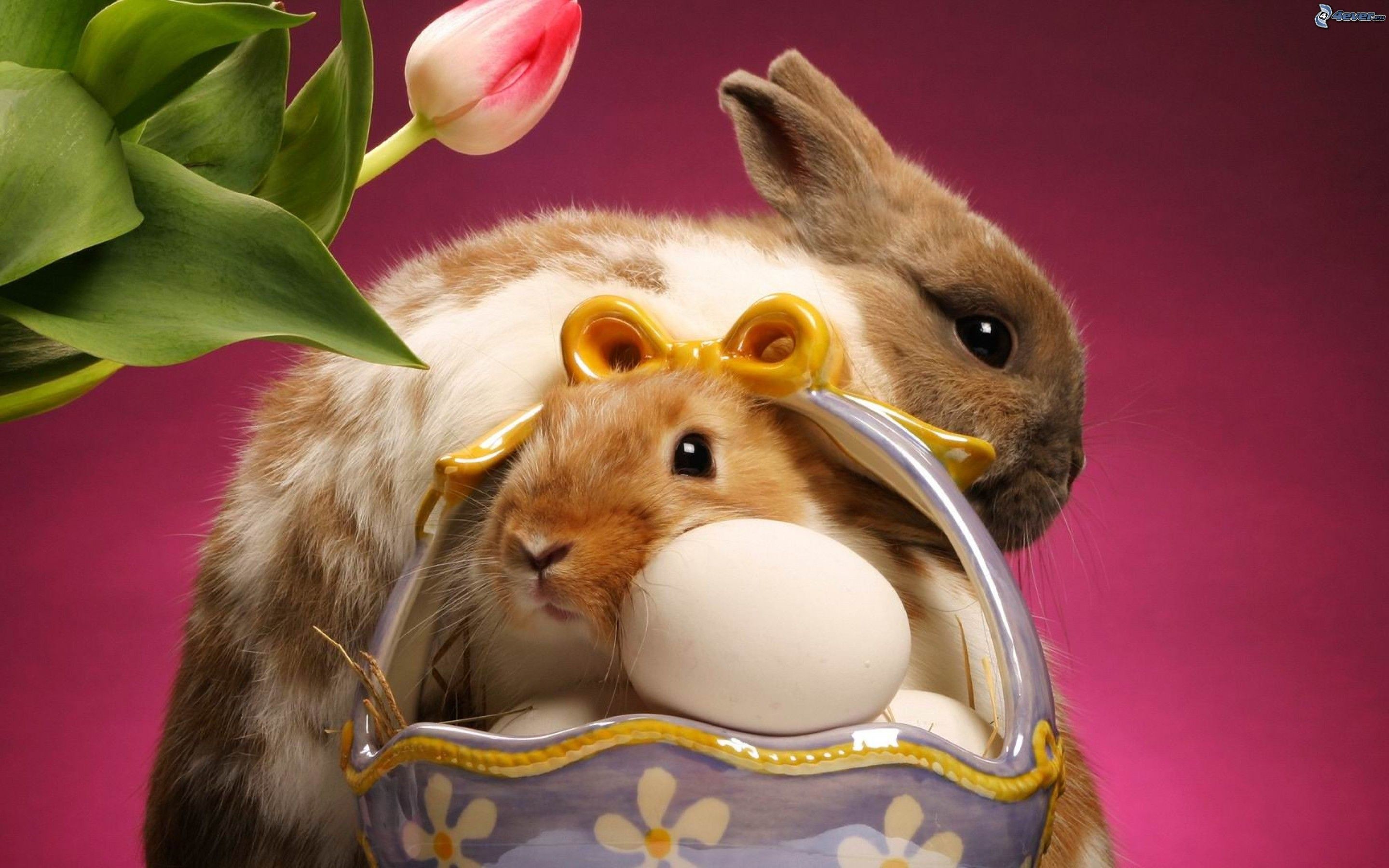 Coniglietti, Cestino, Uovo, Tulipano, Pasqua, 2K, wallpaper desktop