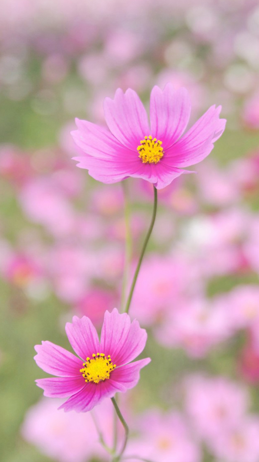 Cosmos, Fiori rosa, Prato, Bokeh, Full HD, wallpaper per smartphone