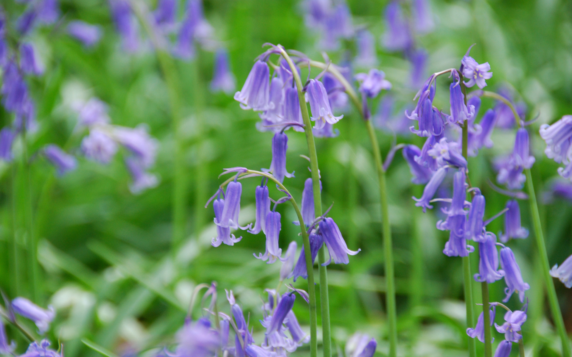 Giacinti di bosco, Campanule, Fiori viola, 16:10 Full HD, sfondo widescreen