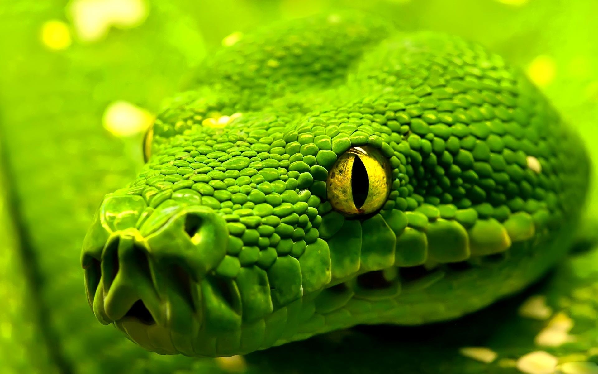 Pitone verde arboricolo, Occhio, Verde, Macro, Full HD, sfondo per PC e portatile