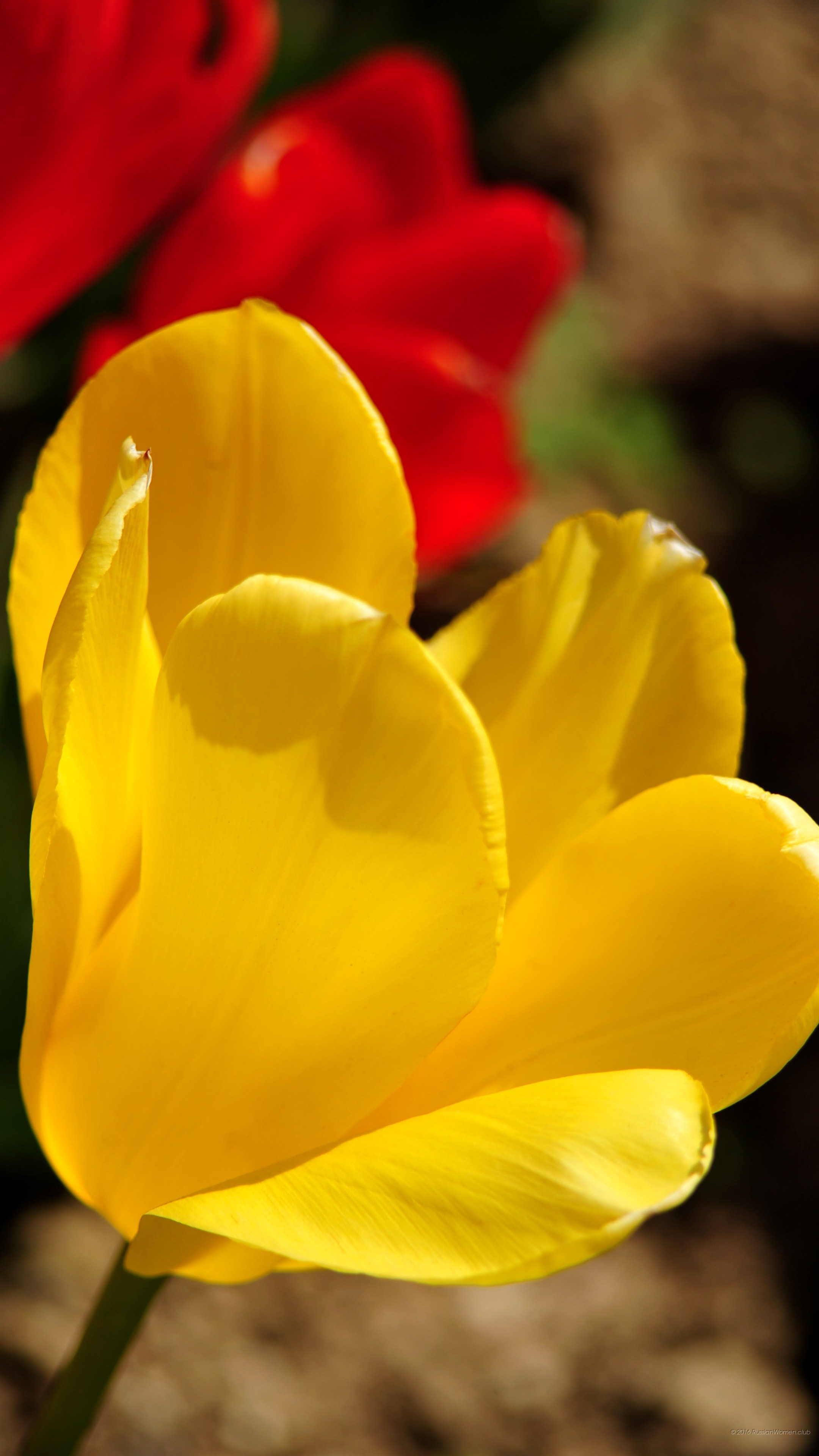 Tulipano giallo, Fiore, Primo piano, sfondo per desktop