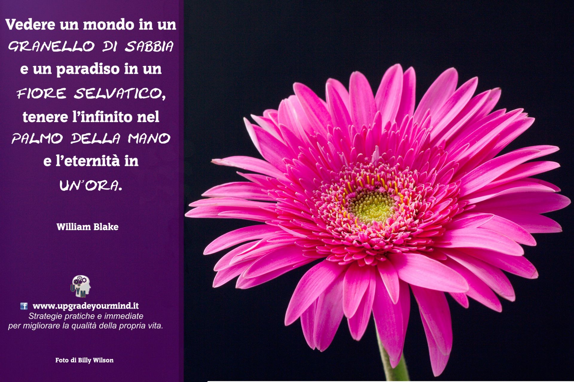 Gerbera rosa, William Blake, Citazione, Sfondo viola, Full HD, wallpaper per PC