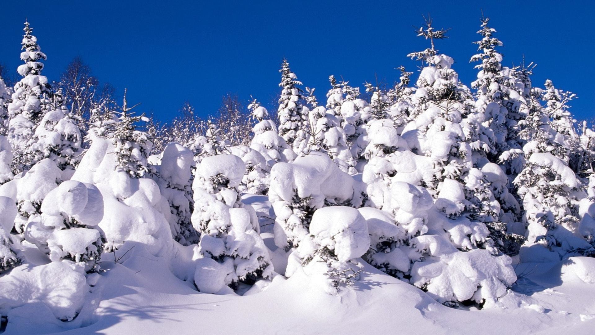 Abeti innevati, Neve alta, Cielo blu, Bosco, 1920x1080, immagine di sfondo