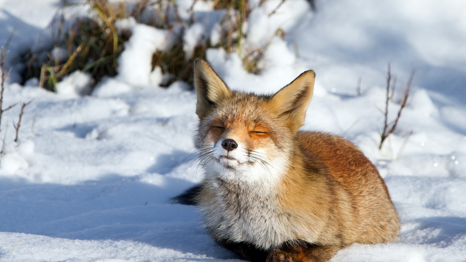 Volpe rossa, Neve, Sole, Full HD, wallpaper per computer