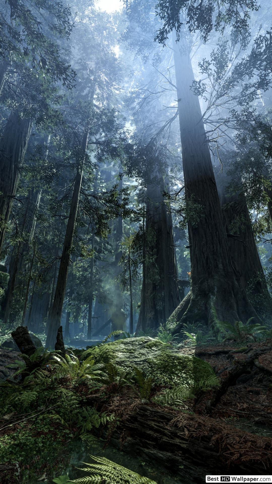 Endor, Foresta, Star Wars, 1080x1920, schermata di blocco iPhone