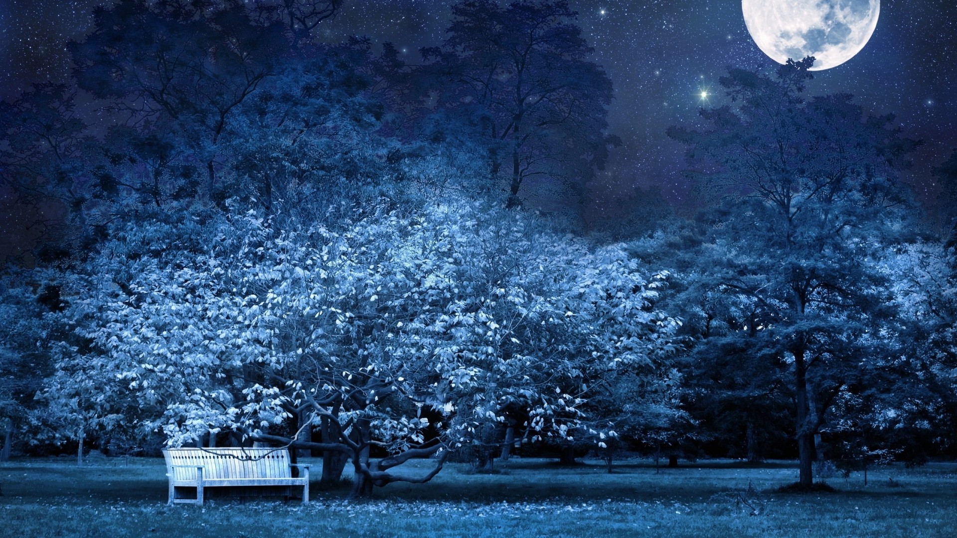 Luna piena, Parco, Panchina, Alberi, Full HD, sfondo per PC