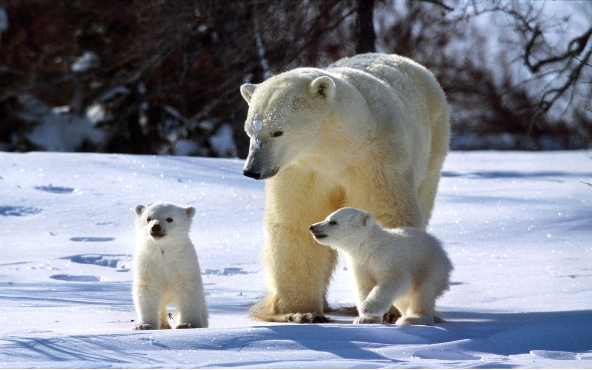 Orso polare, Cuccioli, Neve, Famiglia, 1920x1200, sfondo per PC