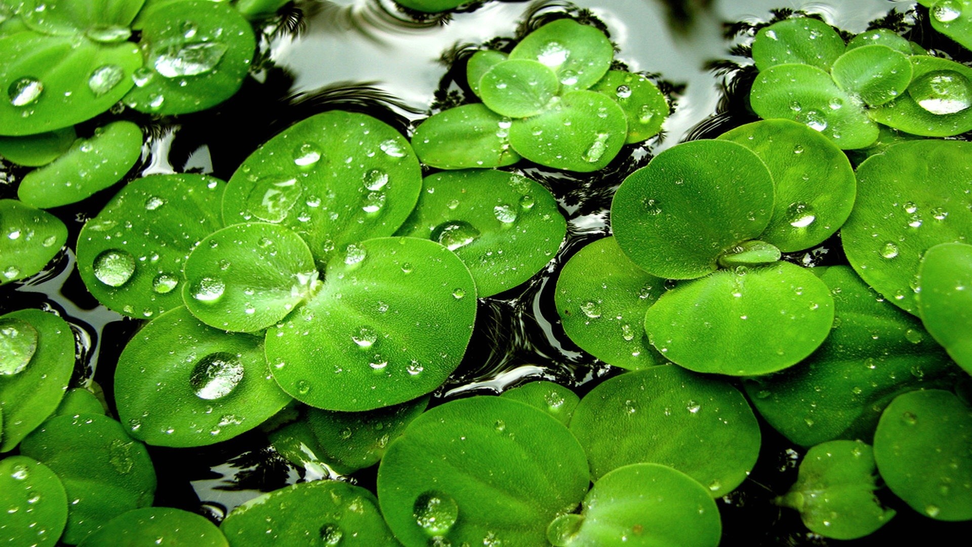 Lenticchie d'acqua, Gocce d'acqua, Verde, Full HD, wallpaper desktop