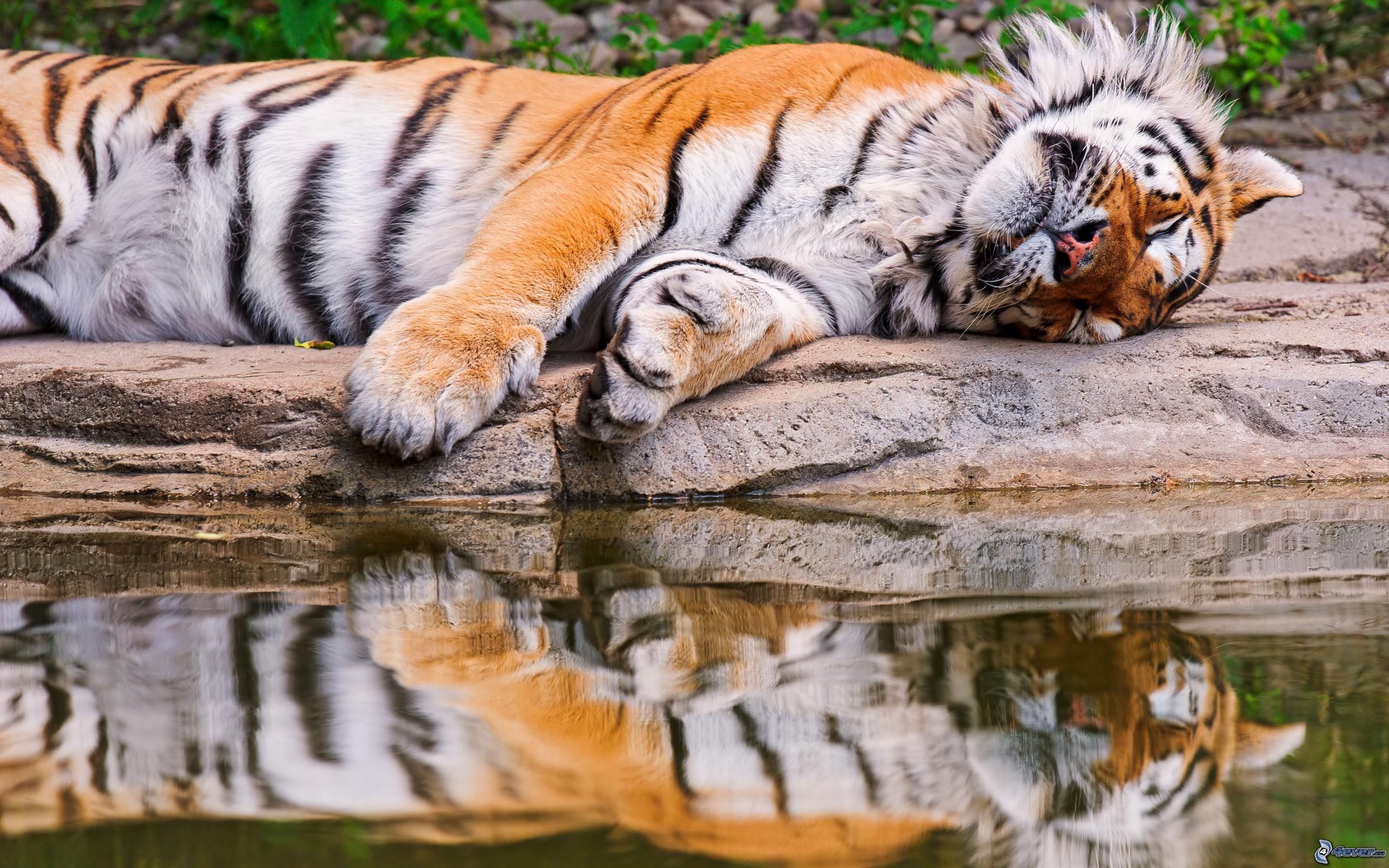 Tigre, Riposo, Riflesso, Acqua, 2K, sfondo per portatile