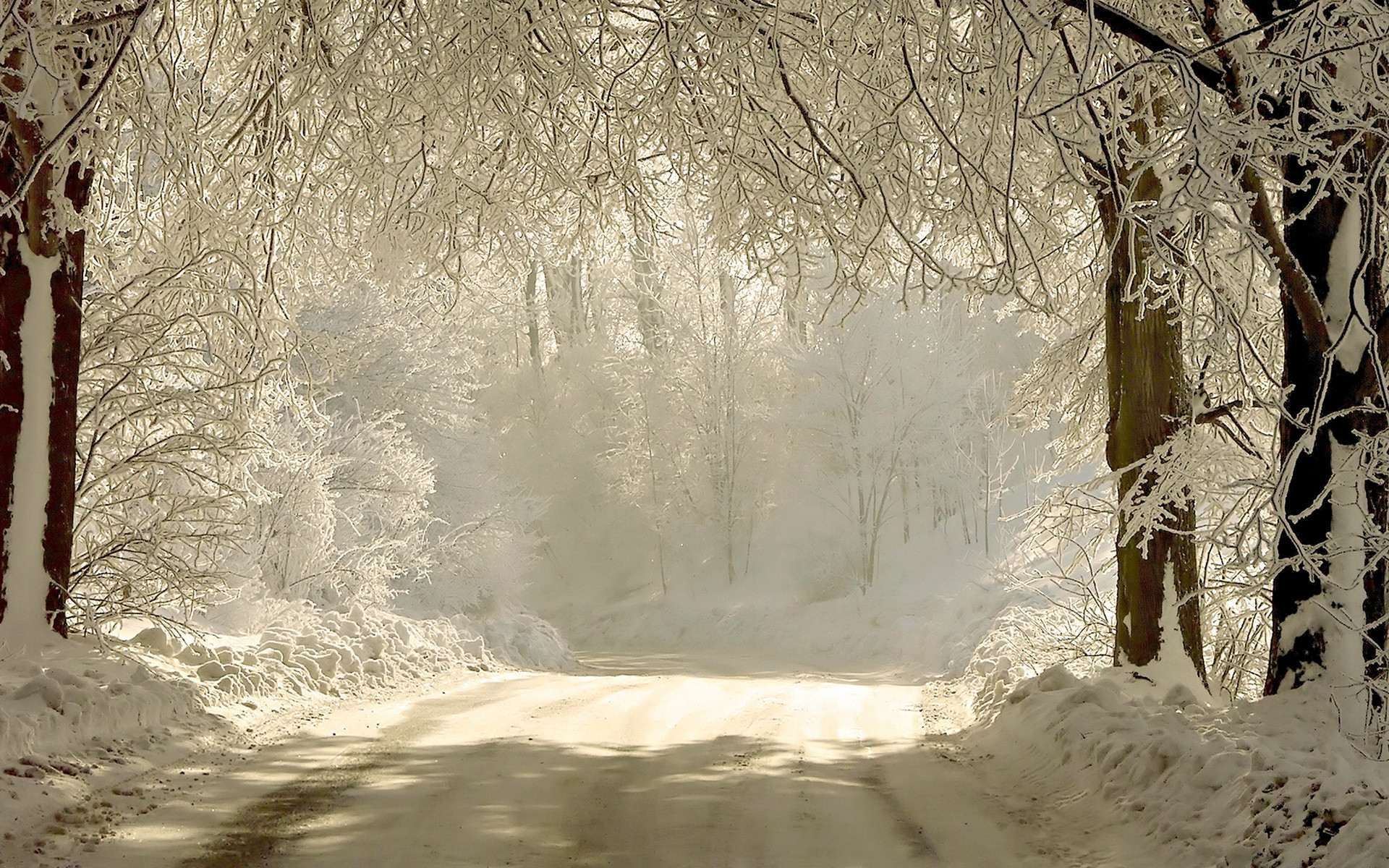 Strada innevata, Bosco, Brina, Nebbia, 16:10 Full HD, wallpaper widescreen
