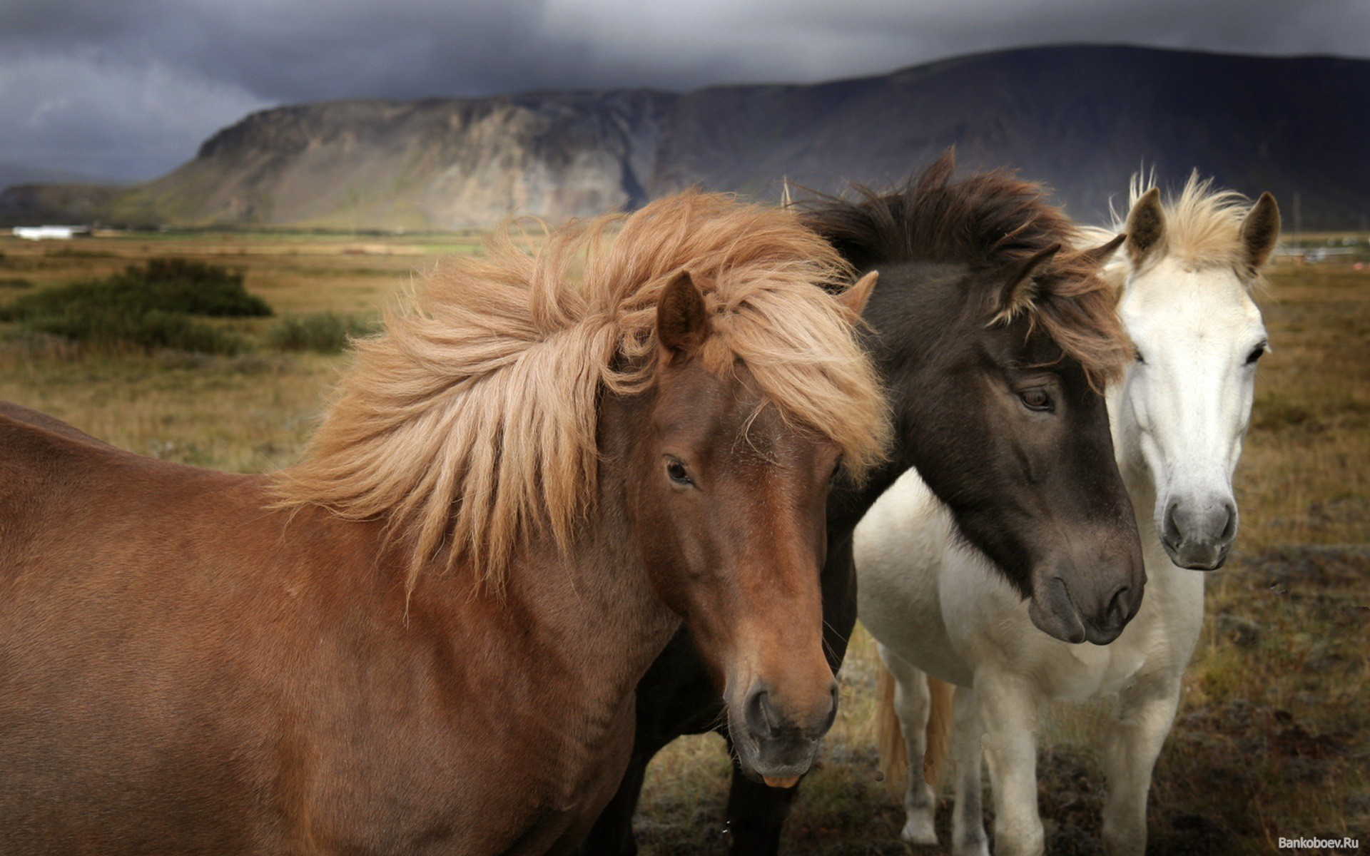 Pony islandesi, Cavalli, Islanda, 1920x1200, wallpaper desktop