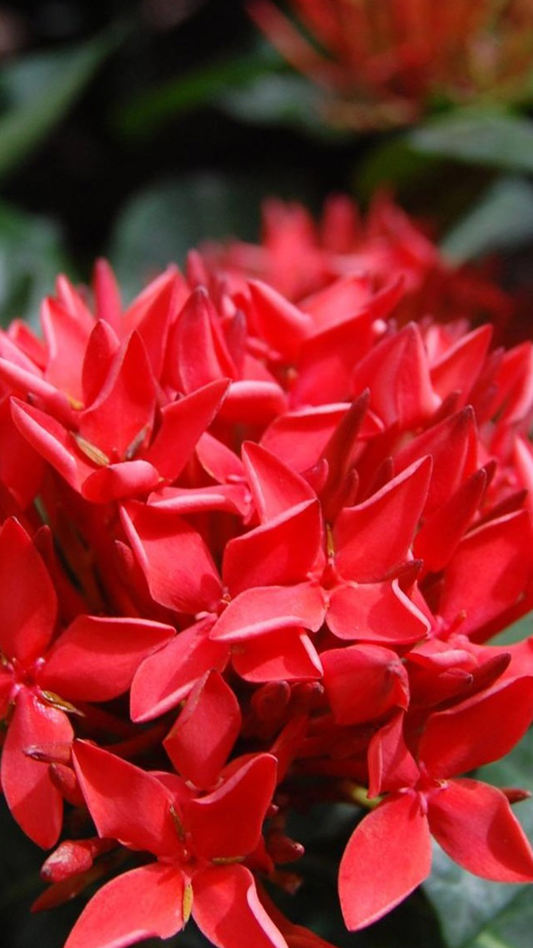 Ixora, Fiori rossi, Macro, schermata di blocco iPhone