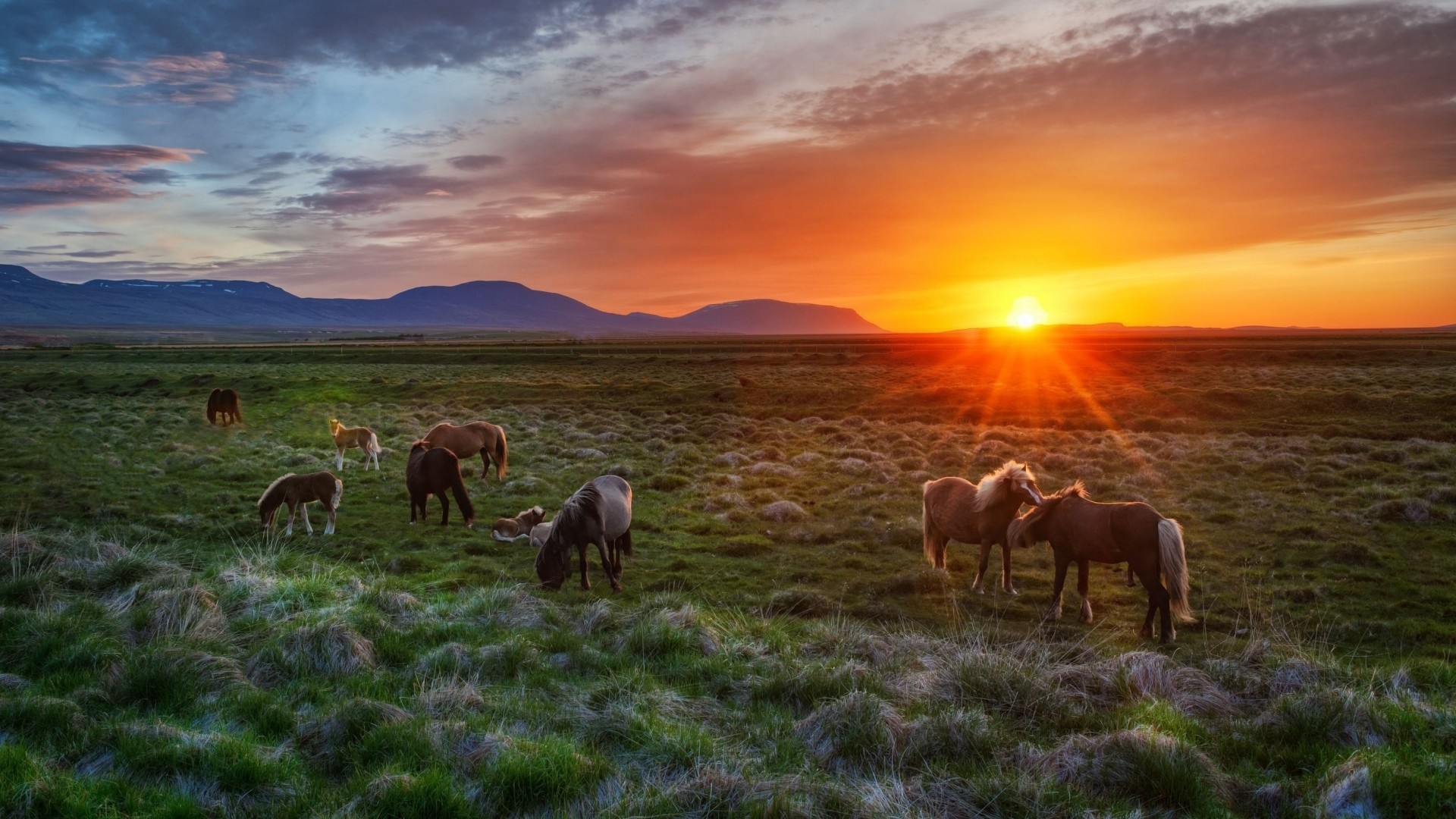 Cavalli islandesi, Islanda, Prateria, Tramonto, Full HD, sfondo desktop