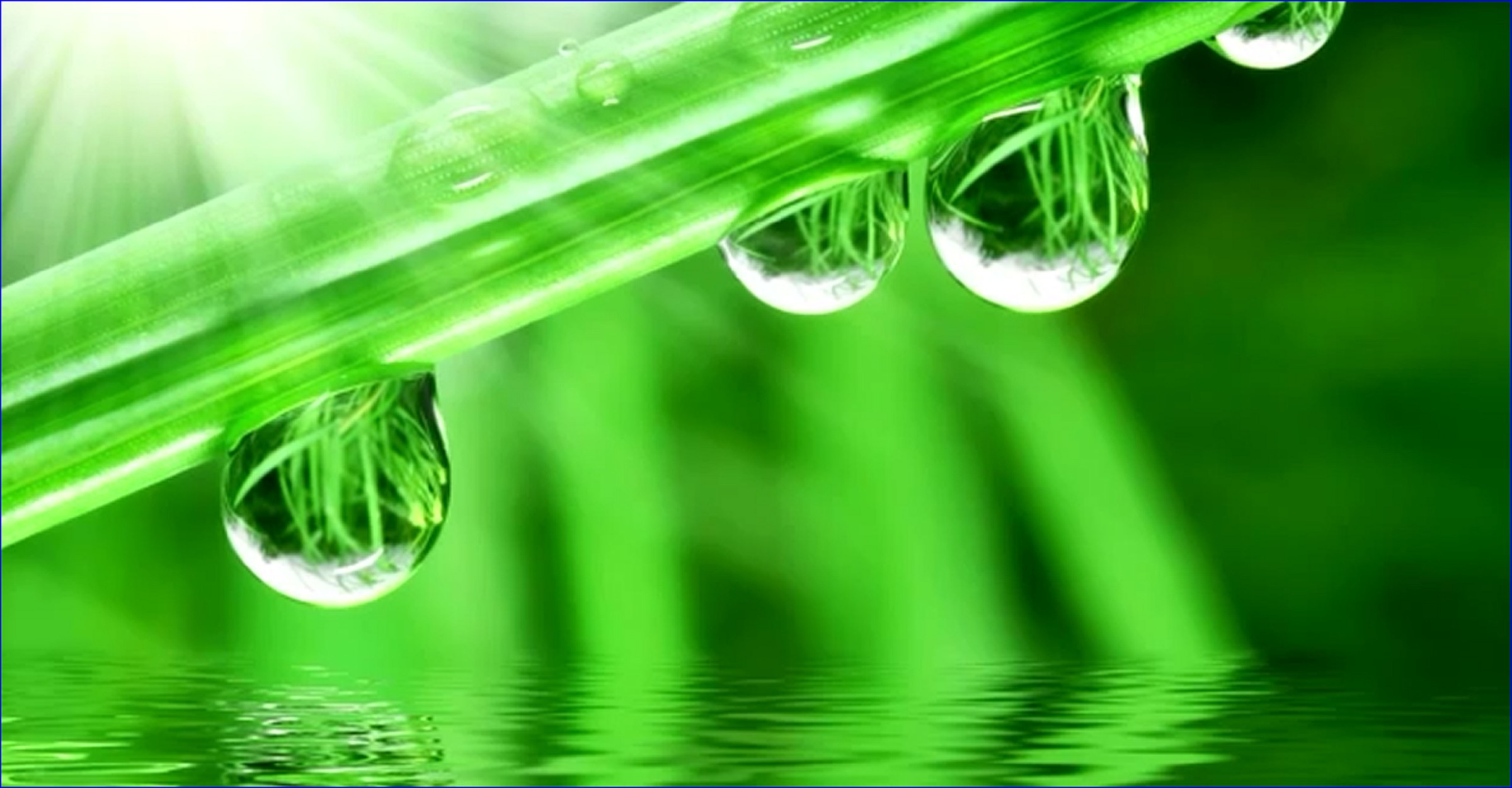 Gocce d'acqua, Filo d'erba, Verde, Macro, Full HD, sfondo Windows 11