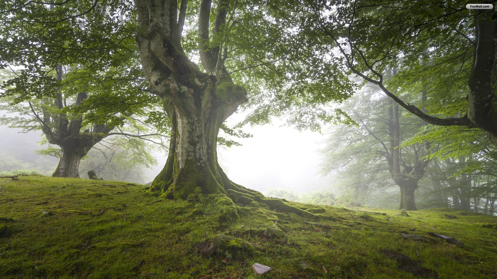 Faggio, Bosco, Nebbia, Muschio, Full HD 1080p, sfondo desktop