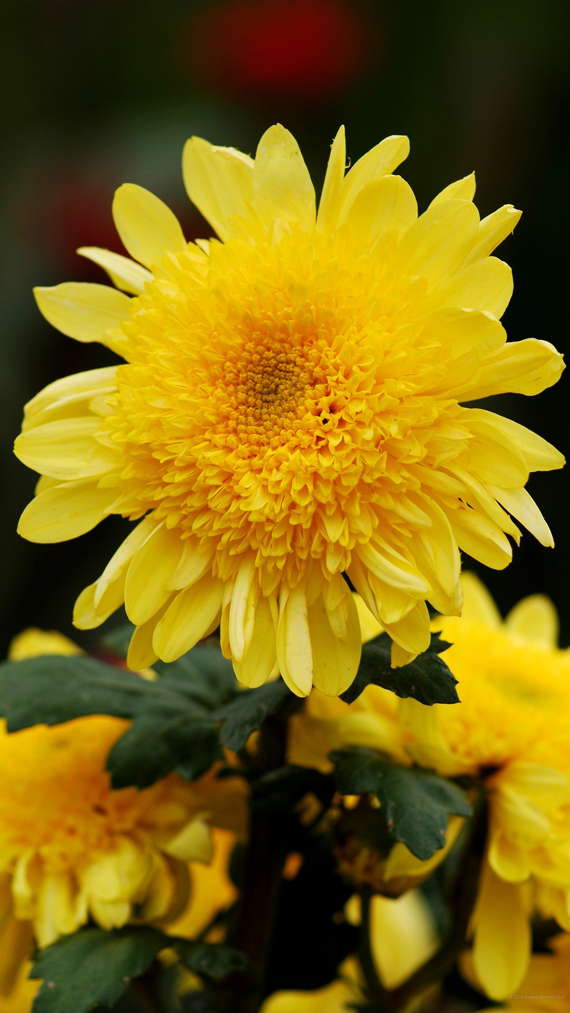 Crisantemo giallo, Fiori, Sfondo nero, QHD+, schermata di blocco del cellulare