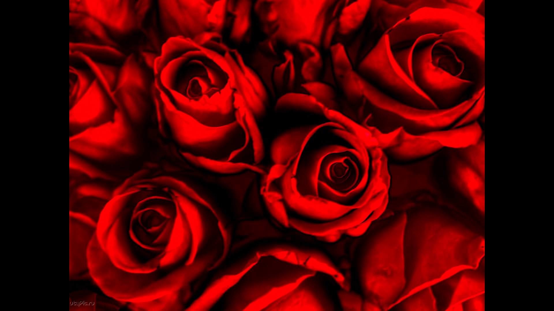 Rose rosse, Sfondo nero, Petali, 16:9 Full HD, wallpaper widescreen