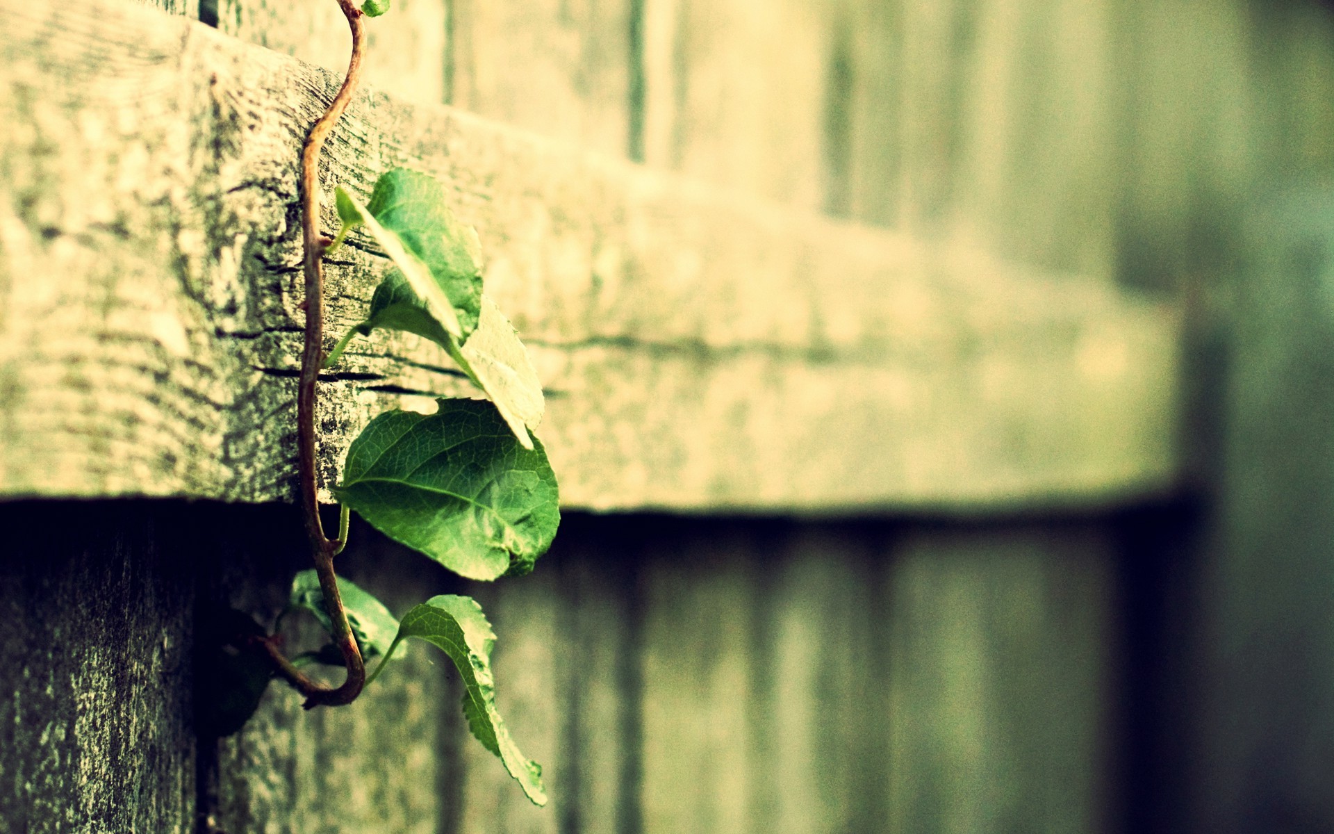 Foglia, Legno, Bokeh, Toni verdi, 1920x1200, sfondo per PC