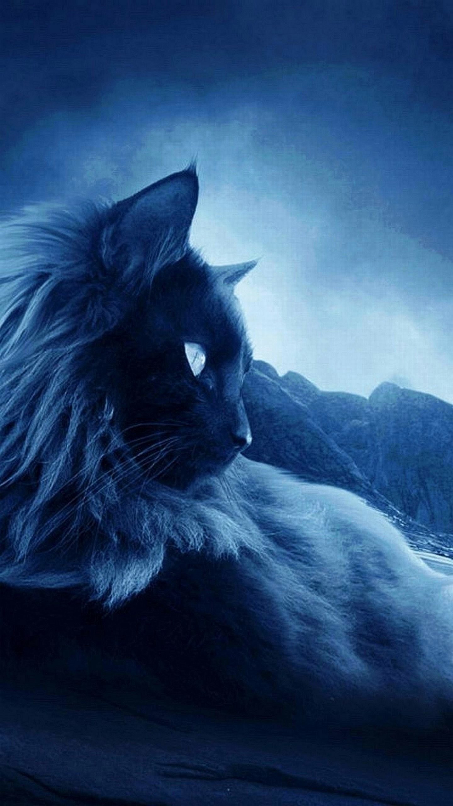 Gatto, Notte, Blu, QHD+, sfondo per smartphone