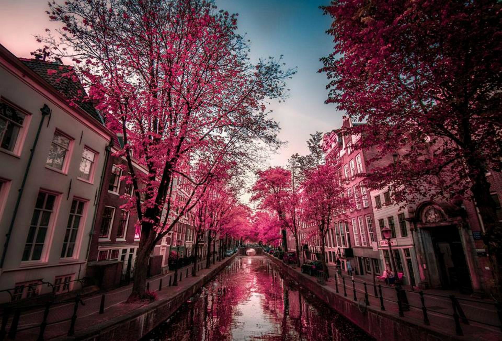 Amsterdam, Canale, Alberi rosa, Infrarosso, Surreale, Full HD, sfondo per PC e portatile