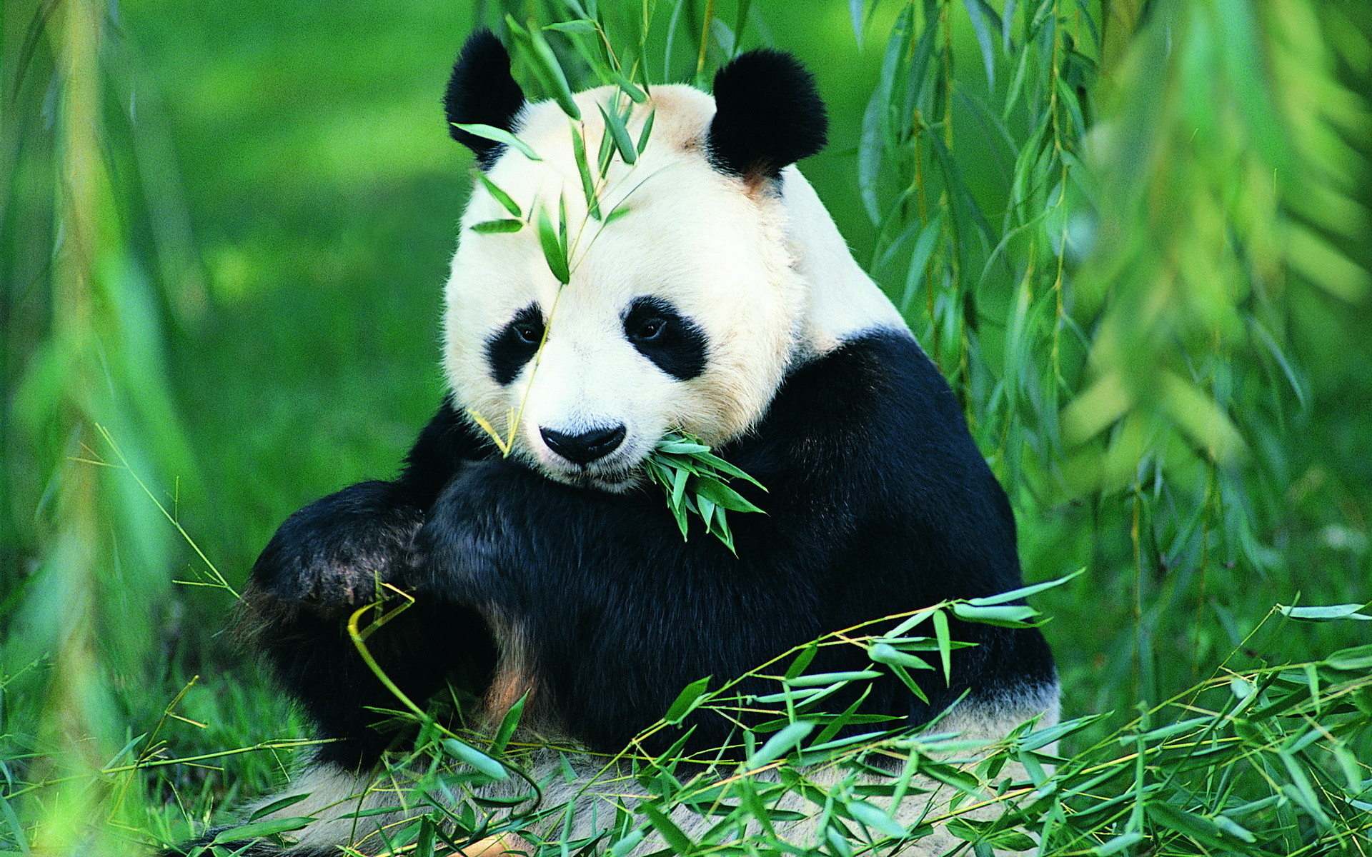 Panda gigante, Bambù, Mangiare, Verde, 1920x1200, sfondo MacBook Pro