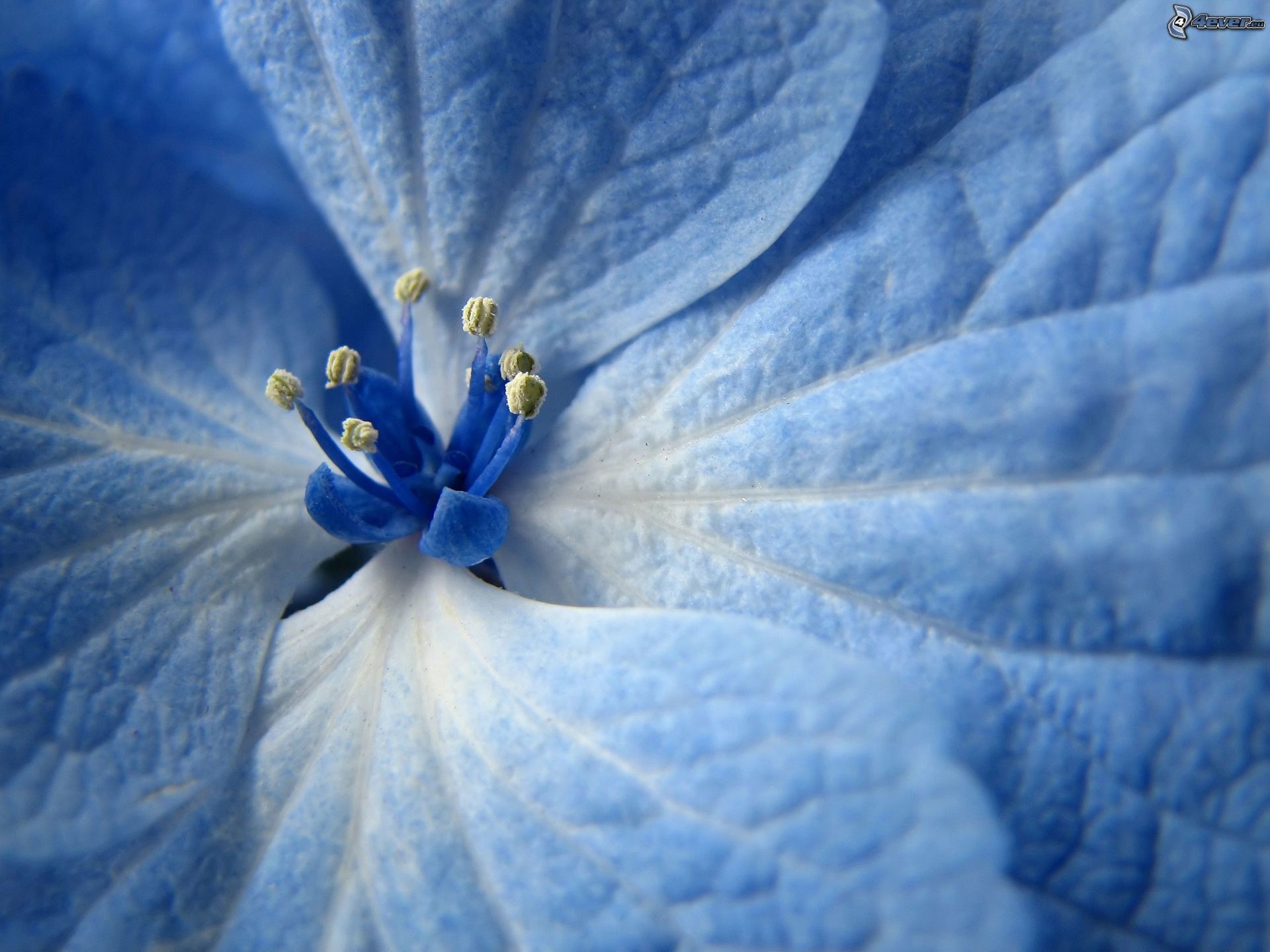 Fiore azzurro, Macro, Petali, Full HD, sfondo per iPad e tablet