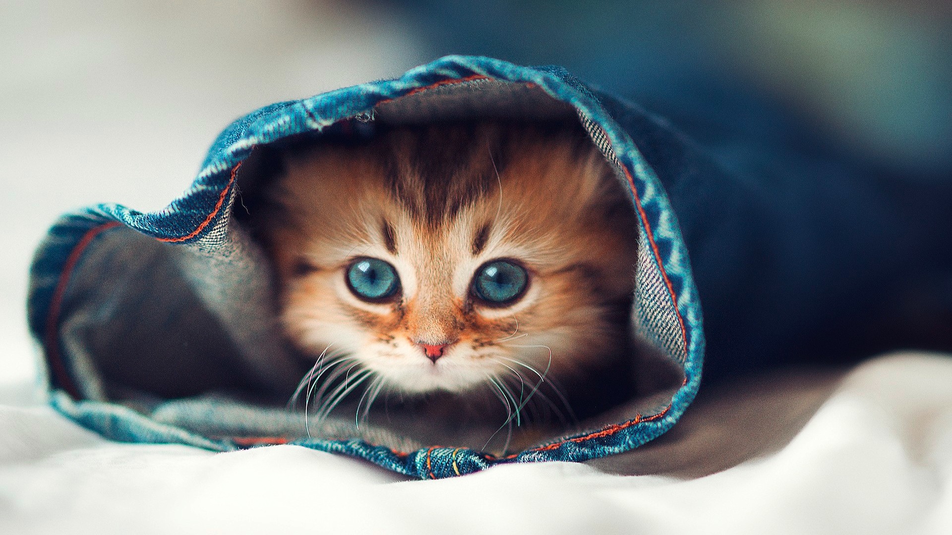 Gattino, Jeans, Occhi azzurri, Carino, Full HD, sfondo per il tuo desktop
